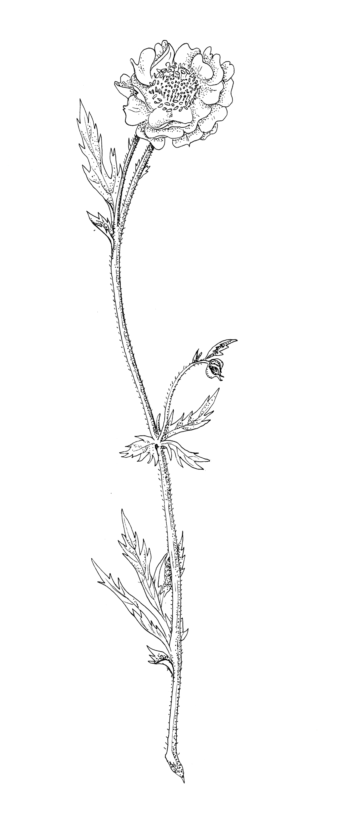  "Geum chiloensis / hierba del clavo" tinta sobre papel