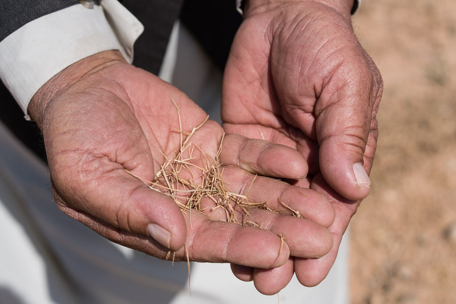 Environs de Tabqa, Syrie du Nord, avril 2018. Les jeunes pousses ont s&eacute;ch&eacute; sur pied faute d'irrigation.