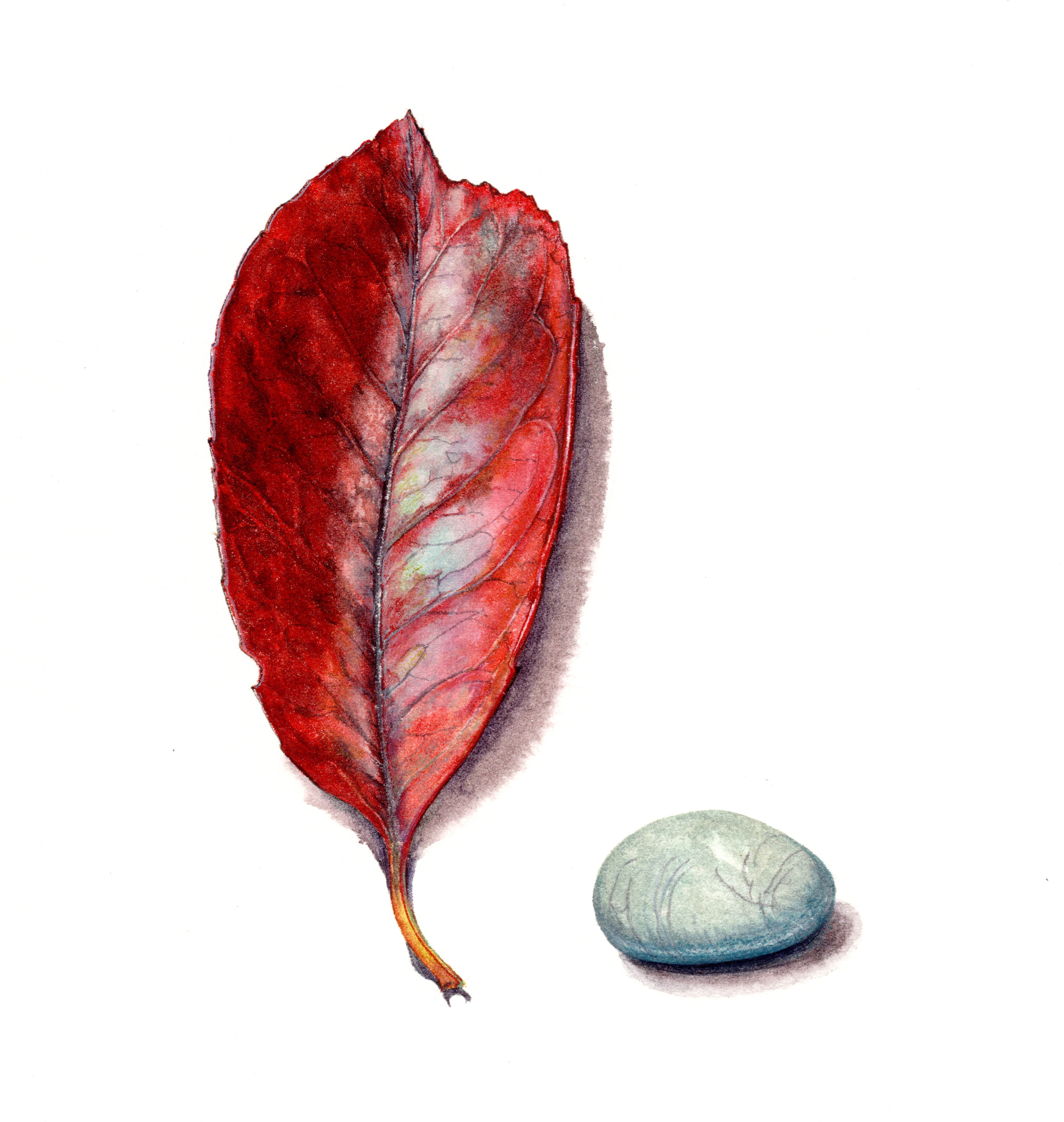 Red robin and green stone