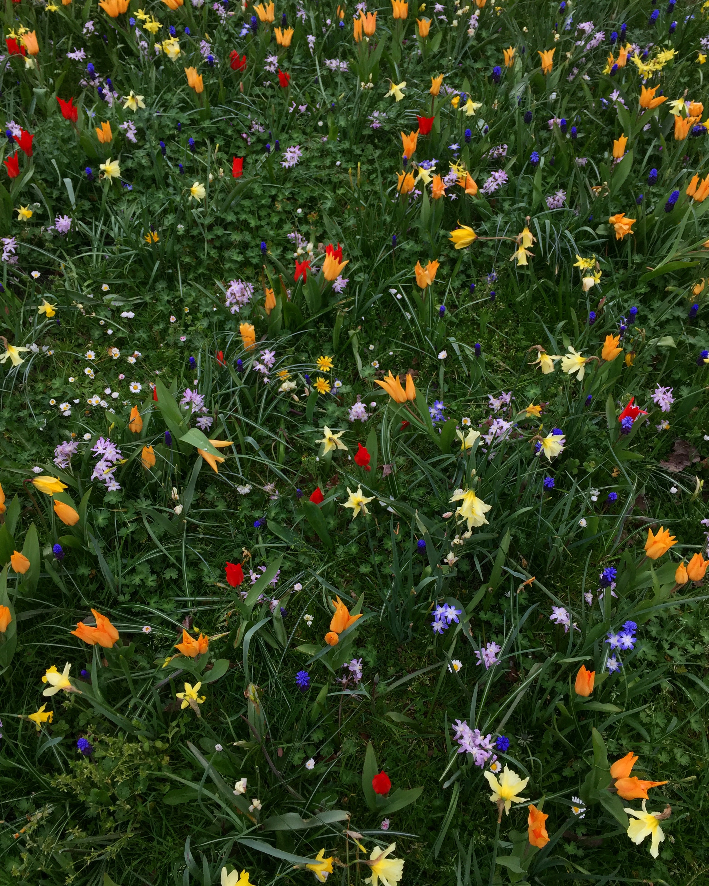 Spring flowers scattered on grass
