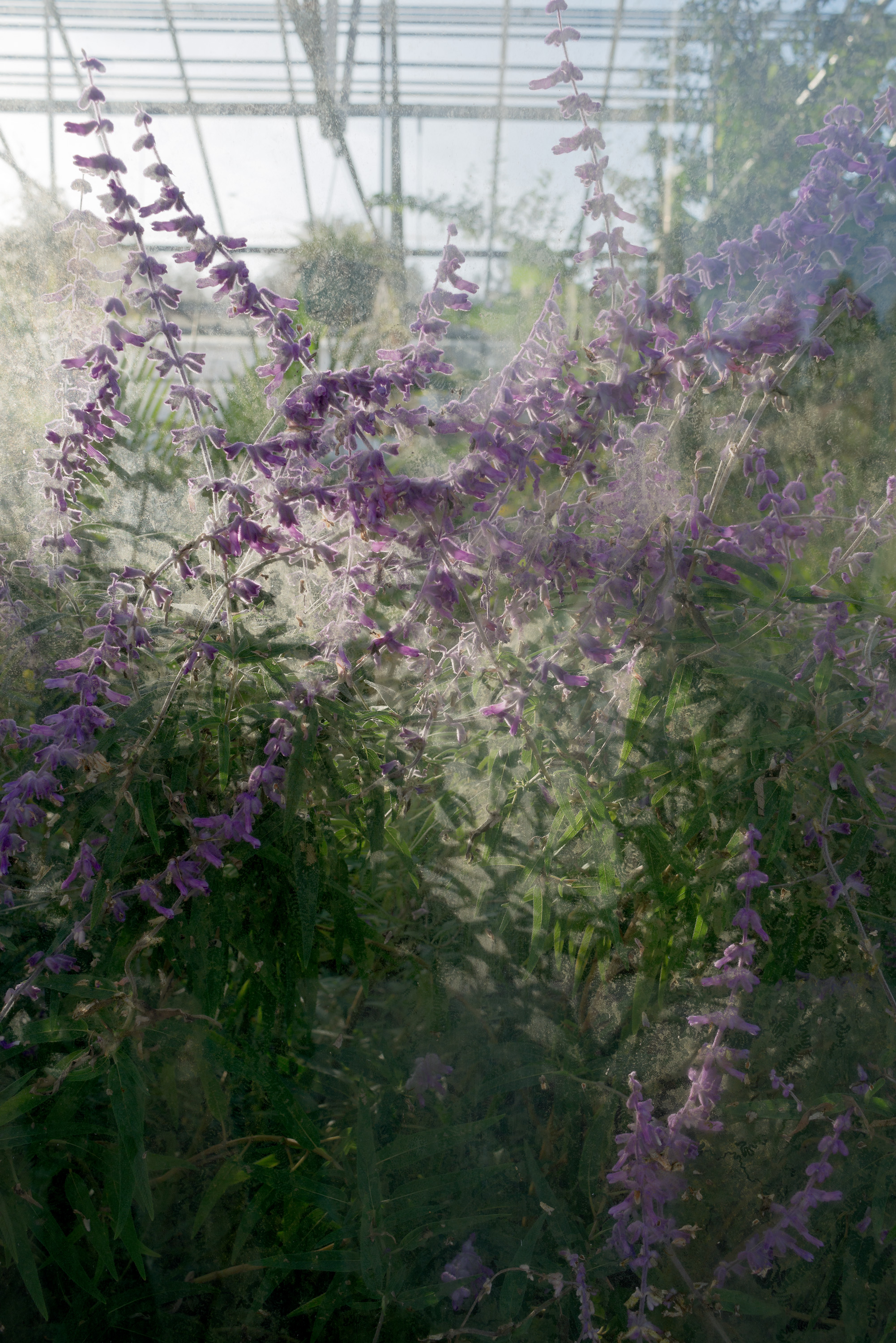 "Lavender"27"x40" archival inkjet print