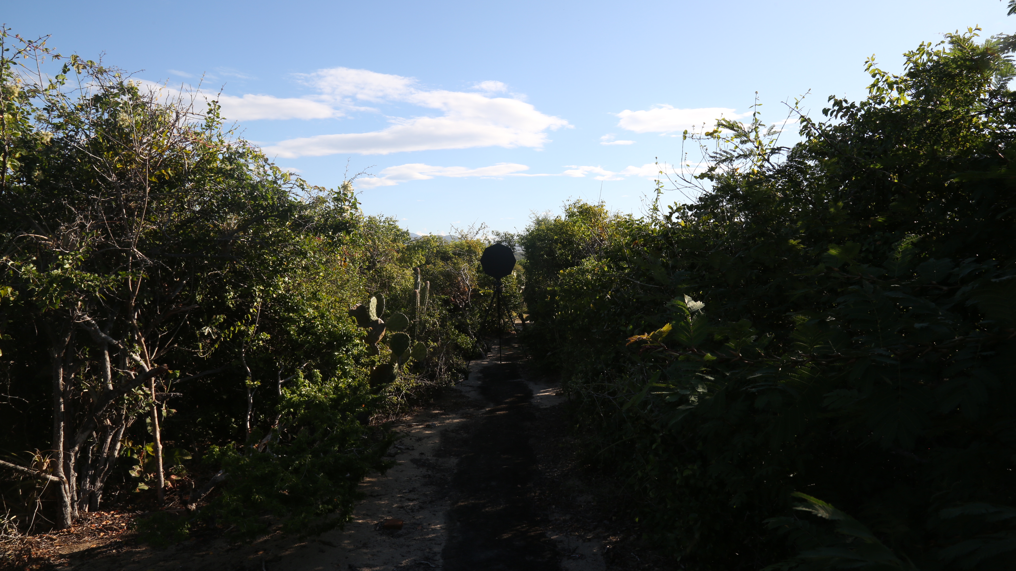 Rey cobarde production still