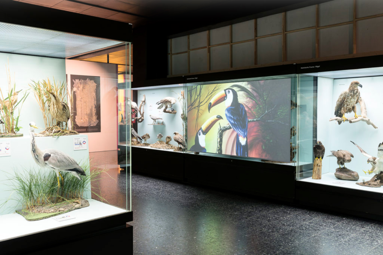 2017, THE OPEN FOREST. Installation view at the group exhibition “Disappearing Legacies: The World As A Forest”, at Zoologisches Museum Hamburg.