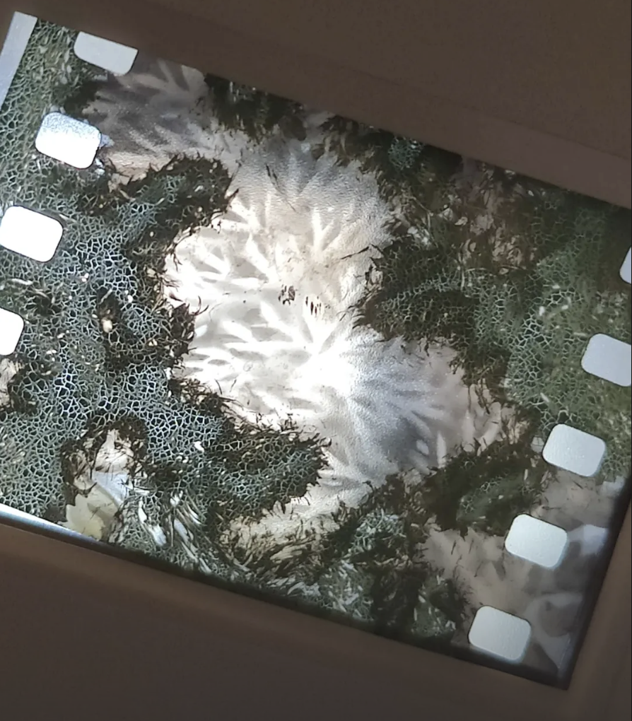 Phytographie et peinture sur diapositives, 2025