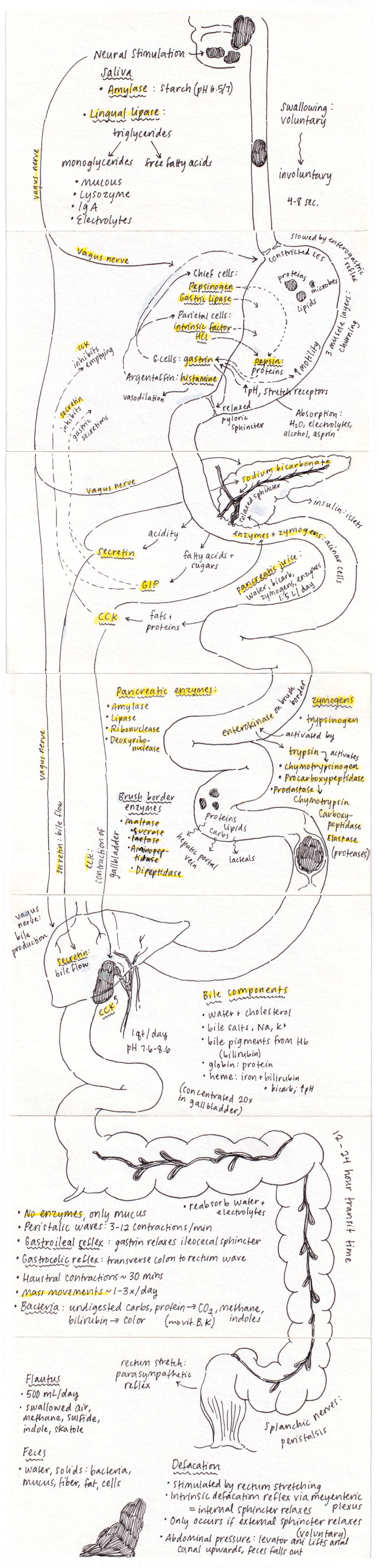 Digestion ︎︎︎