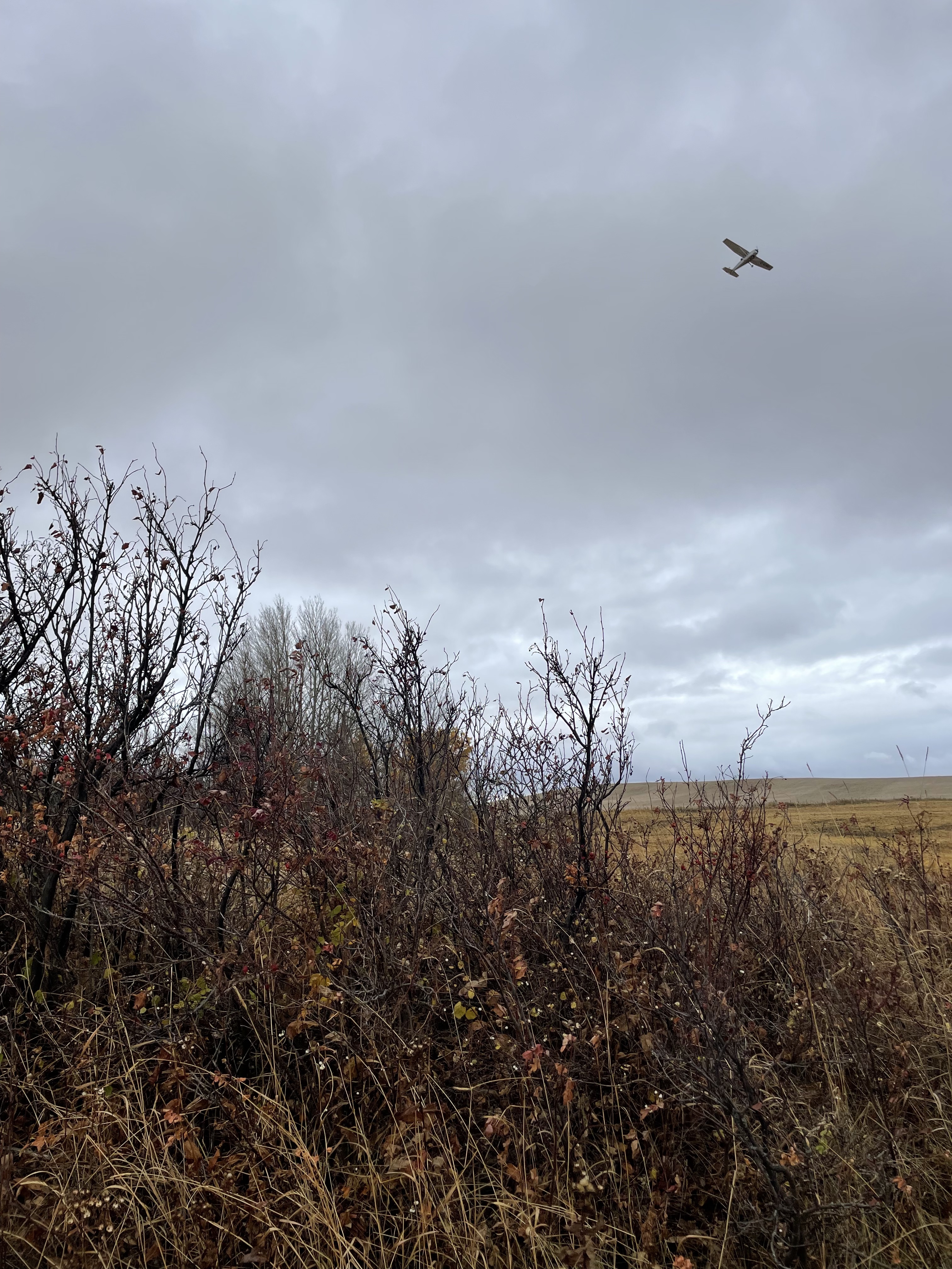 A photo of brambles, the weather is overcast, behind the brambles there is a field with dead grass, above the brambles in the clouds there is a plane flying.