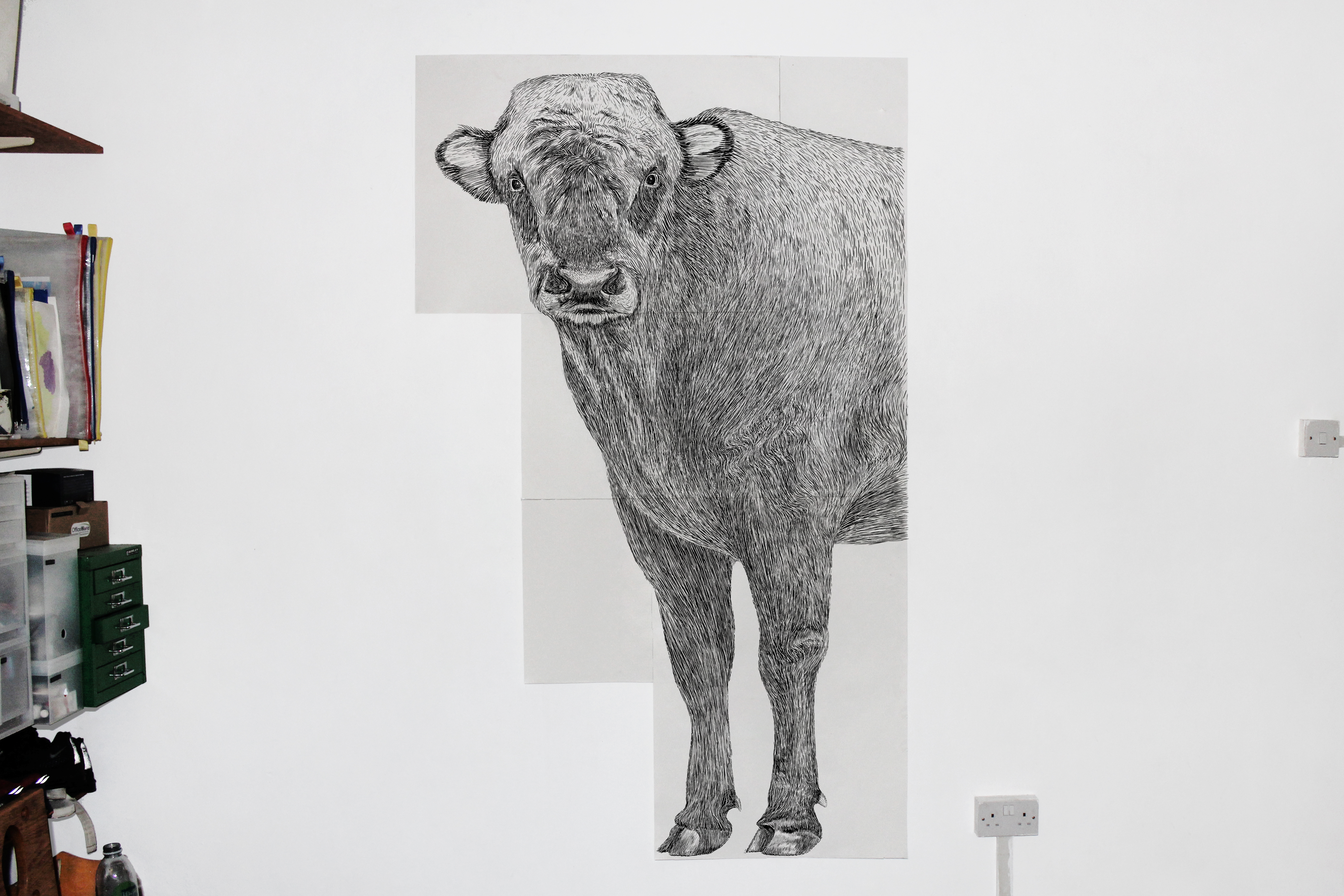 Aurochs, ink on paper, 804 x 1,311 mm - Buckinghamshire County Museum