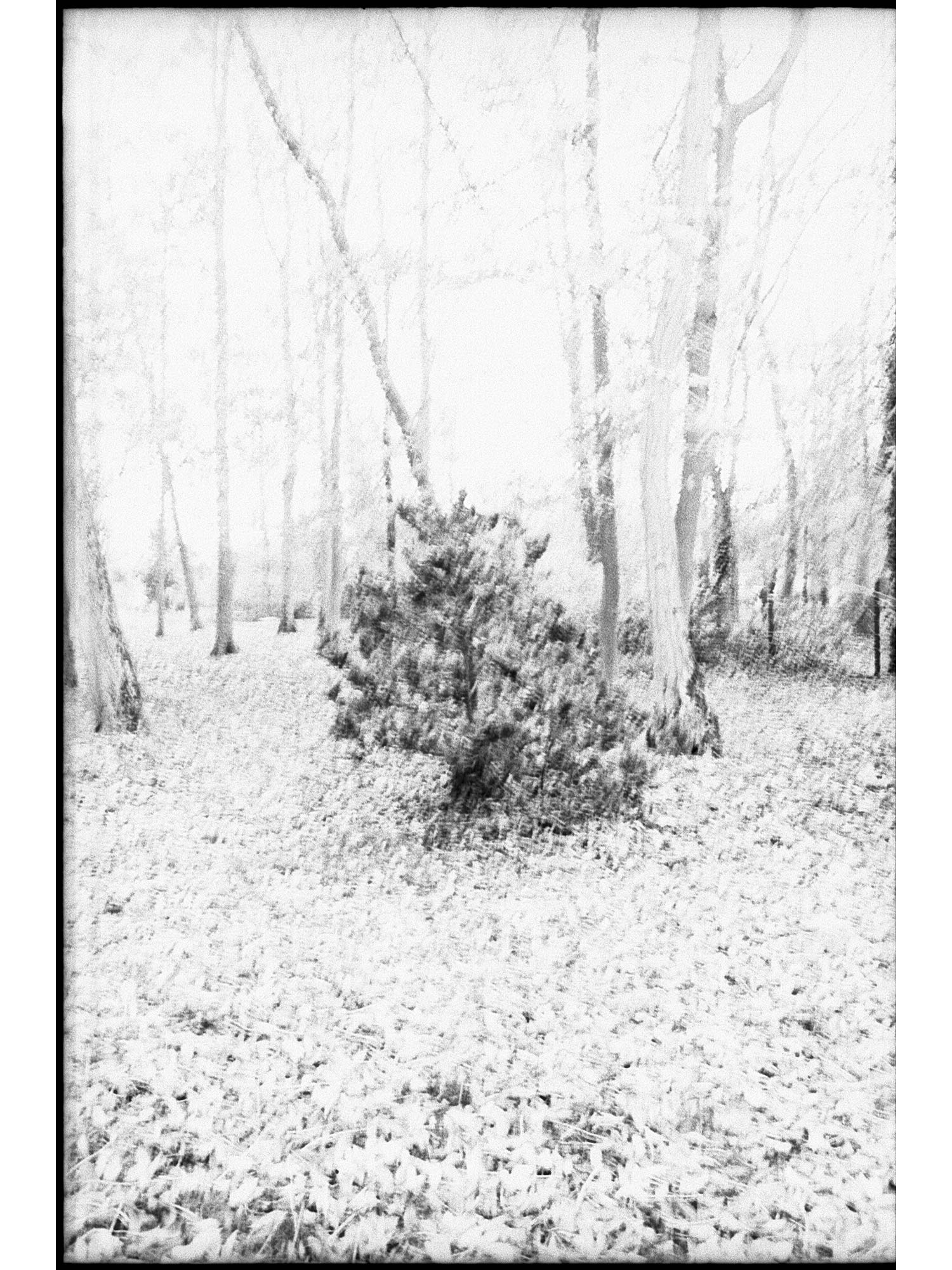 Twenty Love Poems & a Song of Despair - Pablo Neruda