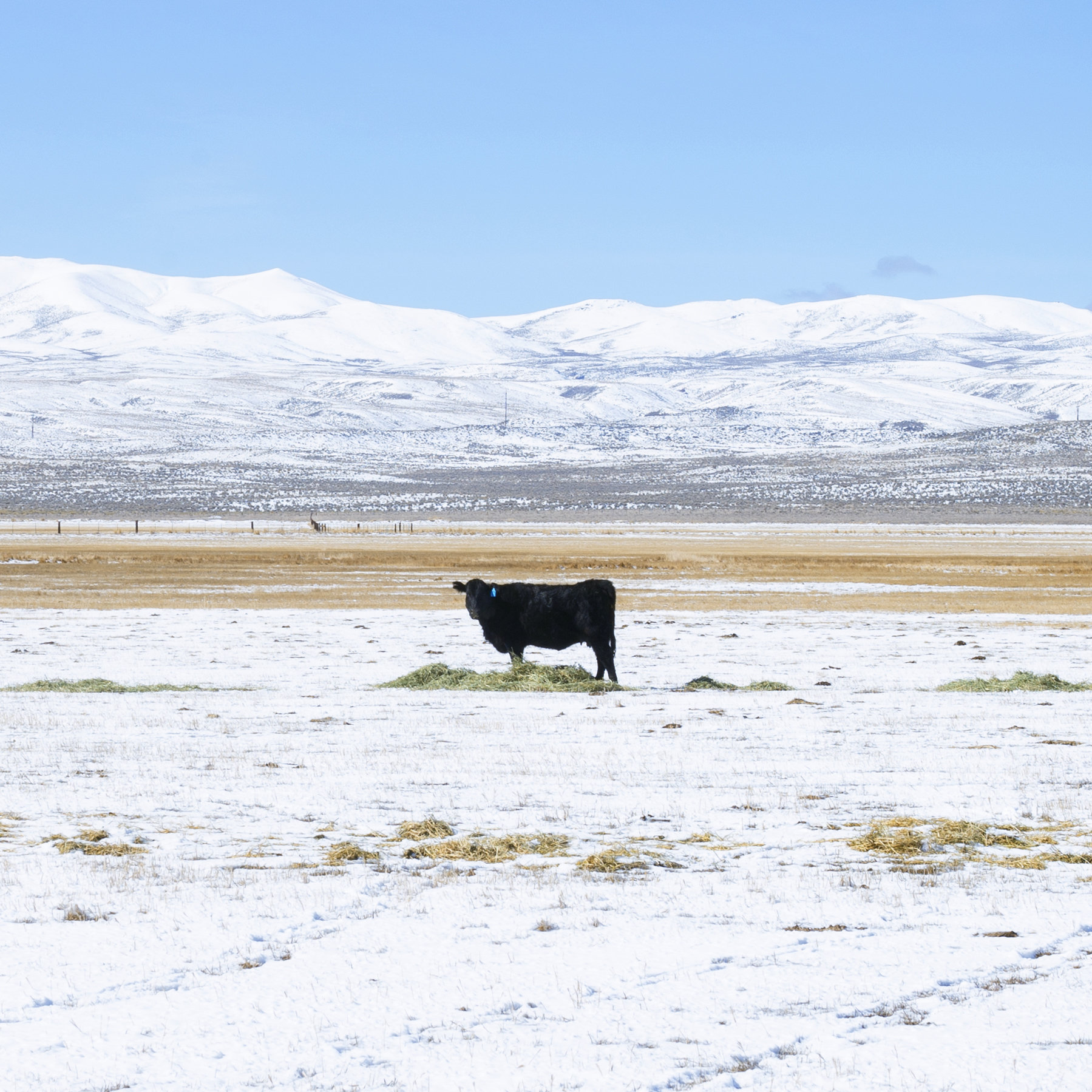 Nevada Cow
