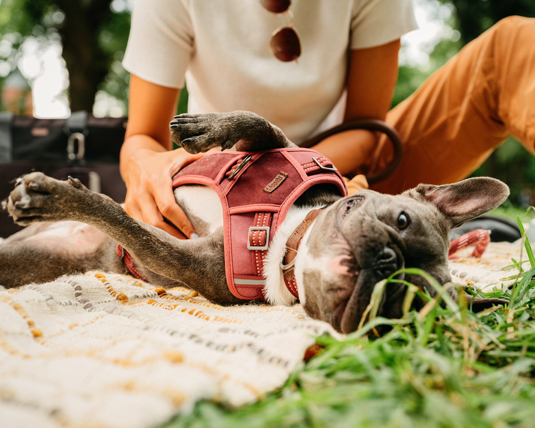 Petco reddy outlet harness