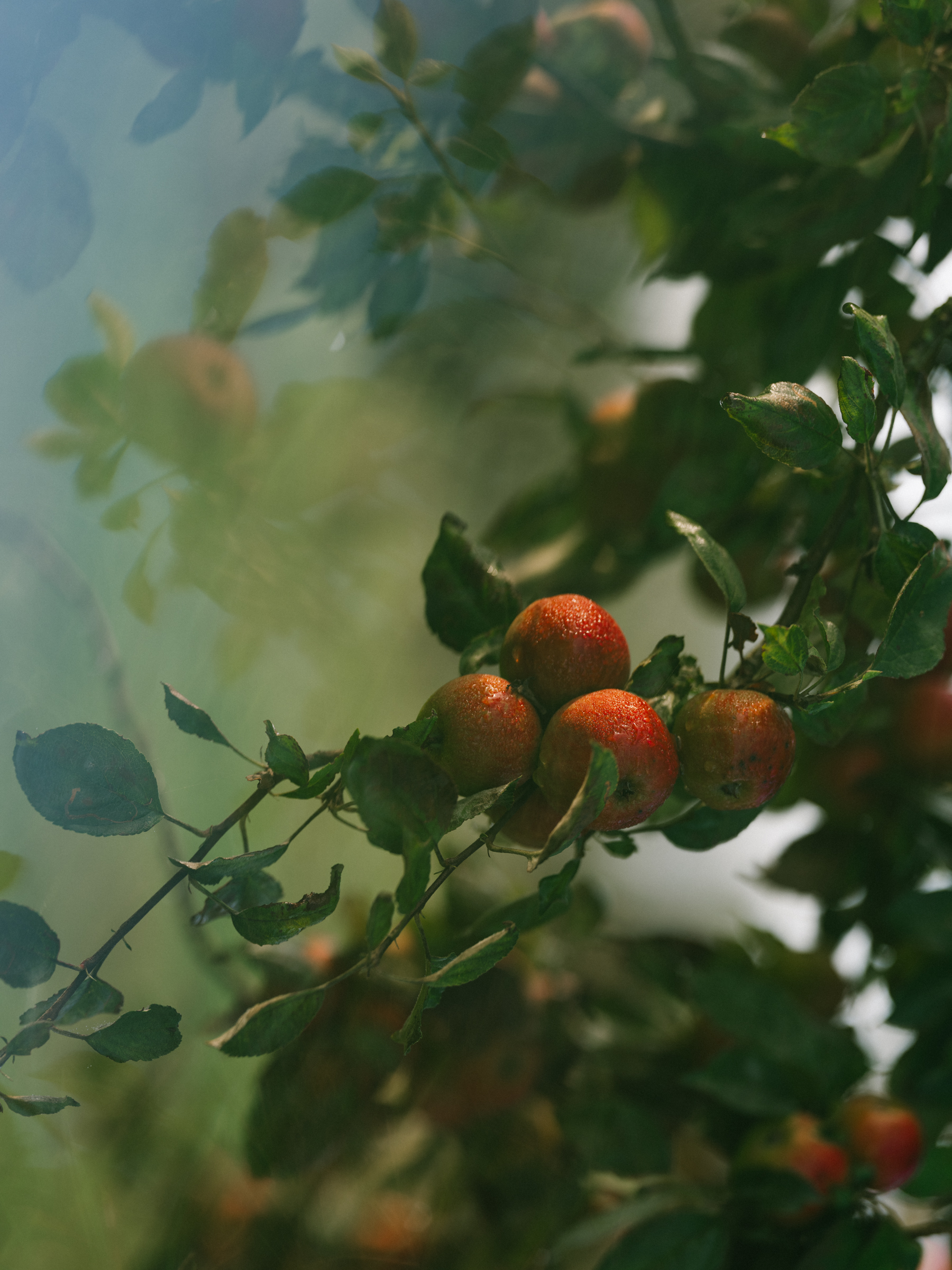 The Newt in Somerset