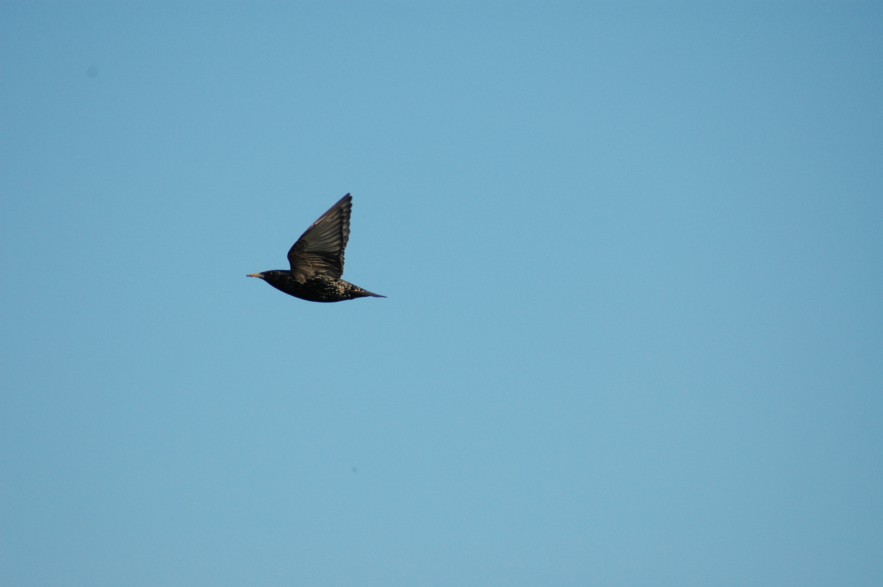 26.04.2013, Davutpaşa semaları