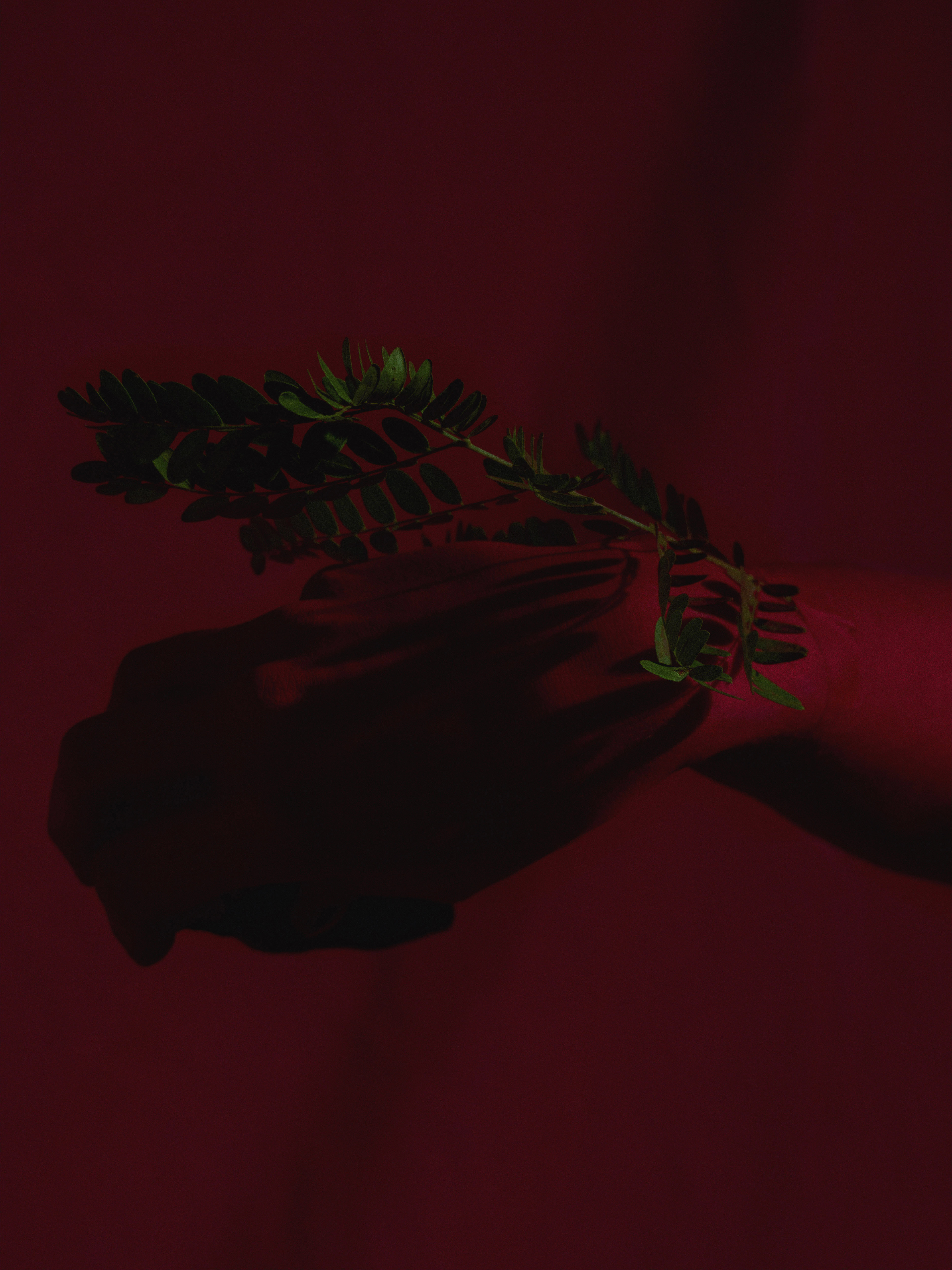 Possessione di Dafne, 2019 - 60&times;45cm - Ed.5