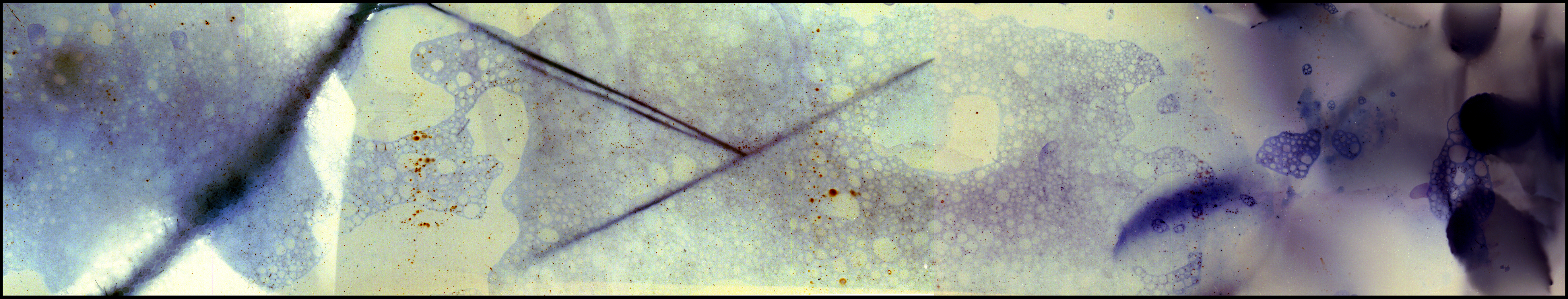 Sea Foam & Beach Rose, 2019, Archival Inkjet Print