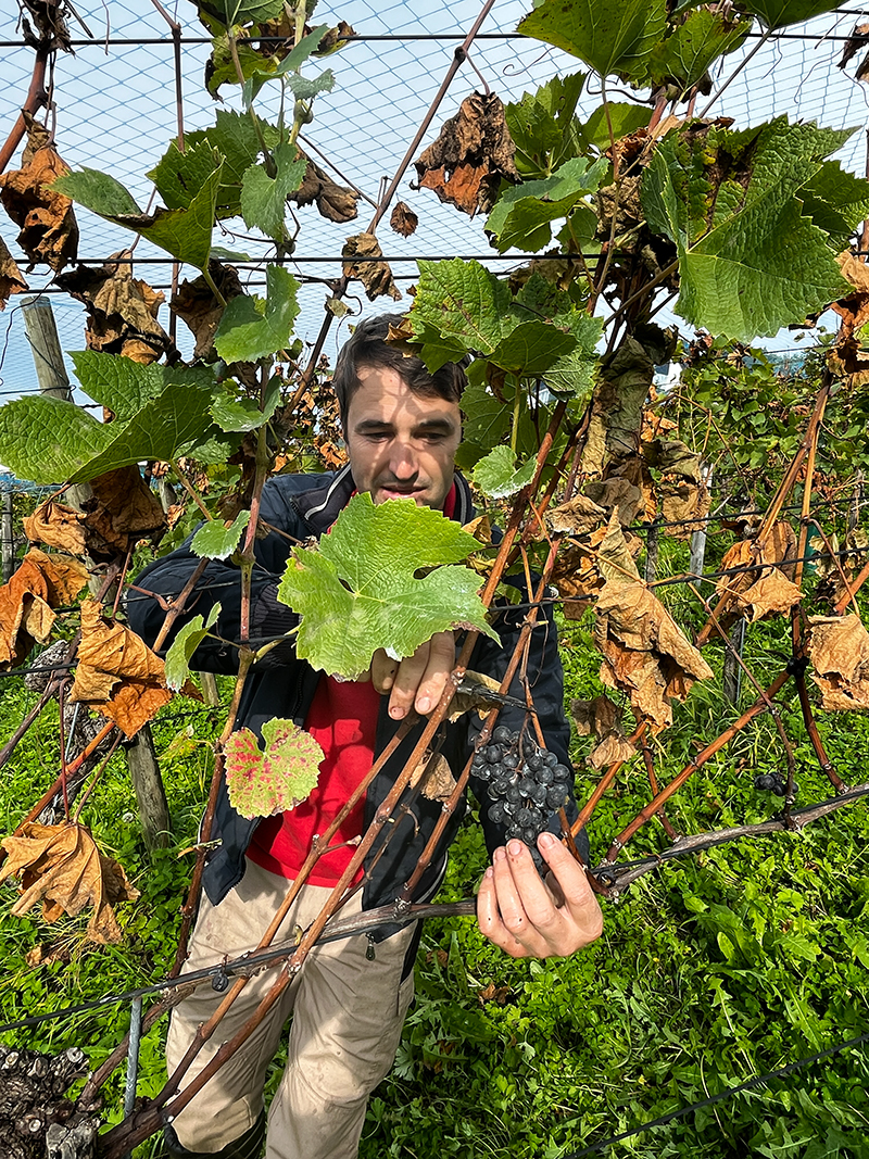 Nicolae Rau stammt aus Moldau, wo die Rebarbeit eine lange Tradition hat &ndash; er beherrscht sie seit Kindheit.