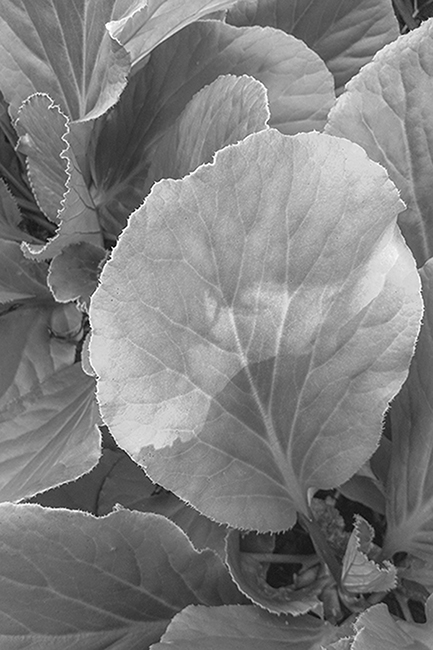 carina martins, herbarium - cabbage