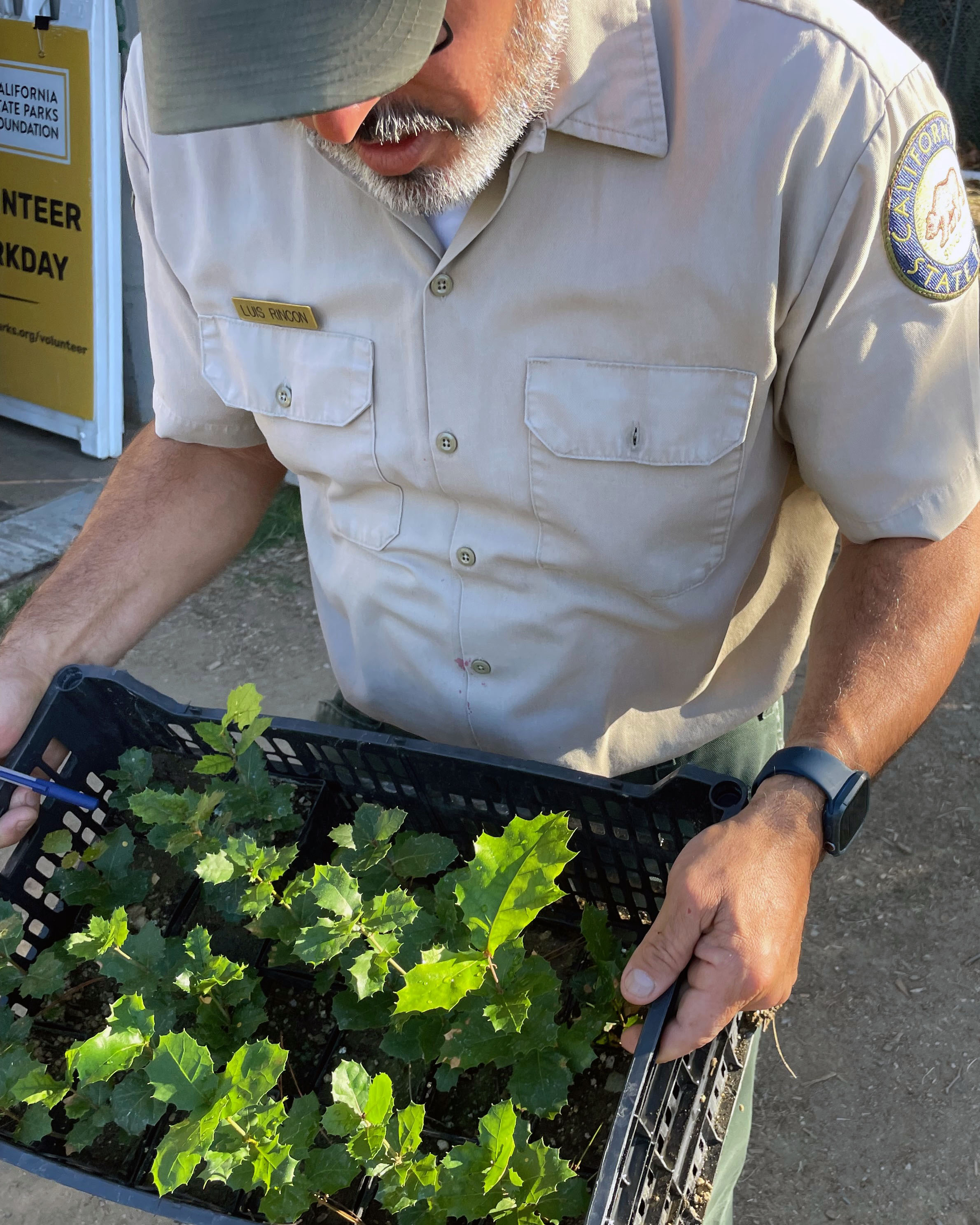 Luis inspecting the oaks