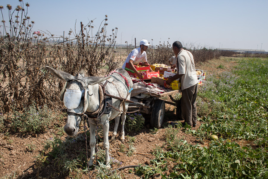 Beit Hanoun, juillet 2012. Action de soutien aux agriculteurs. Quelques personnes viennent aider &agrave; retirer les tuyaux d'irrigation d'un champ en friche proche de la buffer zone. La buffer zone est une bande de terre de parfois plus de 1km s&eacute;parant la fronti&egrave;re des fermes. Les isra&eacute;liens l'ont mise en place au d&eacute;triment des fermiers qui y poss&eacute;daient des cultures. Ils tirent &agrave; vue sur quiconque s'aventure dans cette zone.
