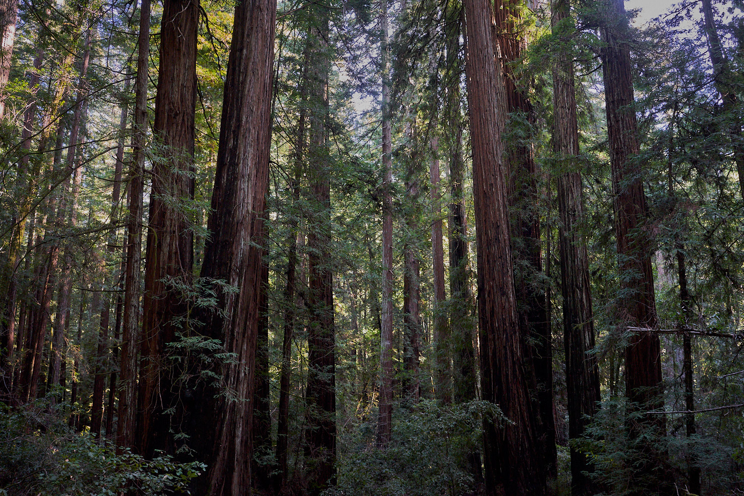 2019 Armstrong Redwoods State Natural Reserve California