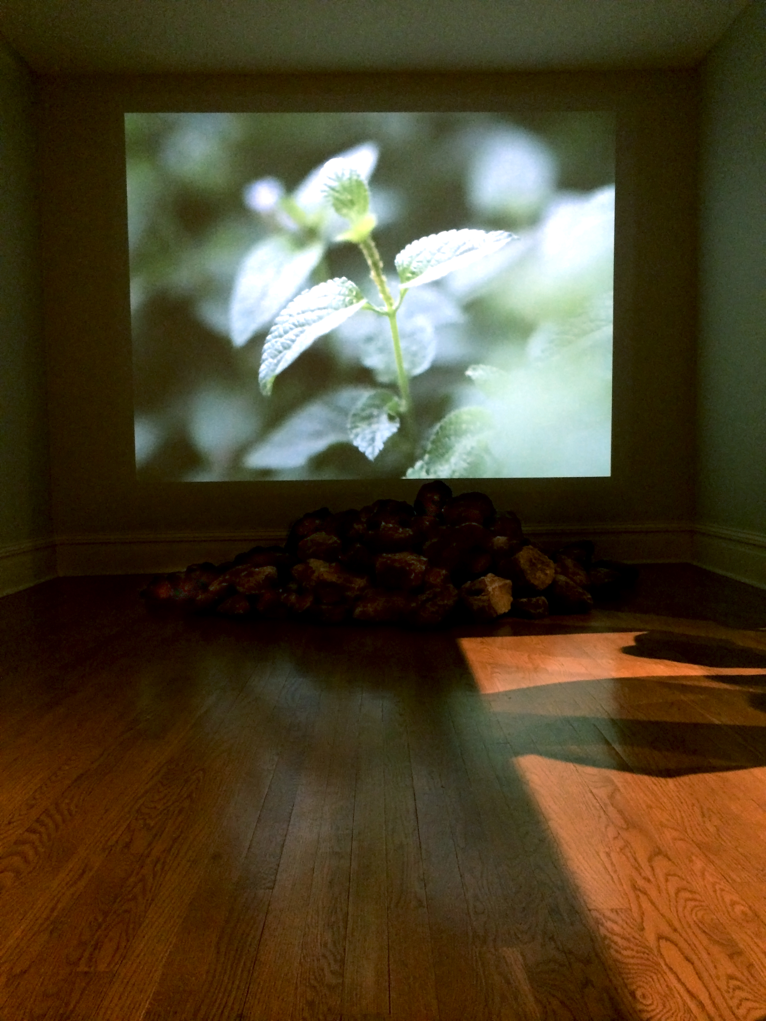 Of The Earth 1, 2014, single channel video, duration 5 minutes 19 seconds, loop. Rebeca Méndez, Rebeca Méndez Studio Sound by Drew Schnurr