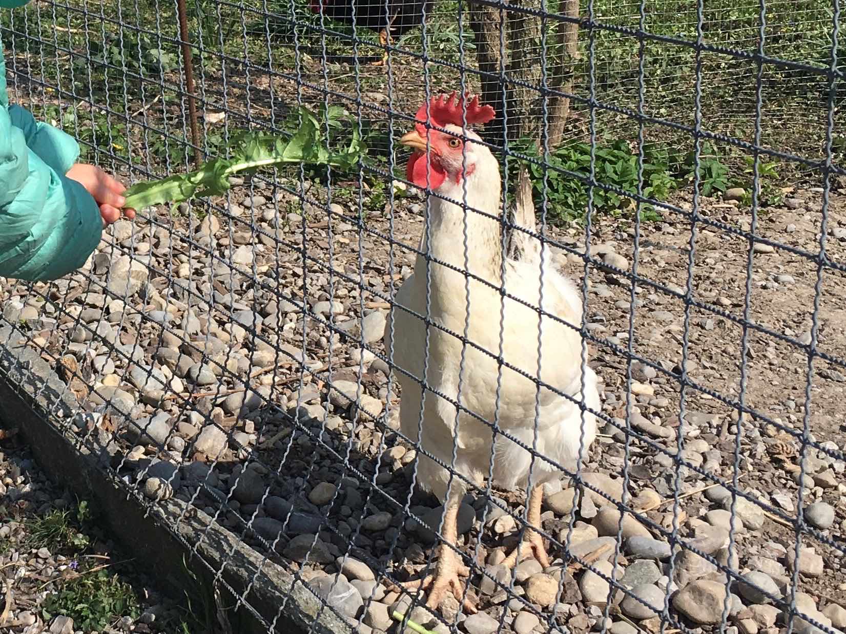 C is for Chicken. Kaia.