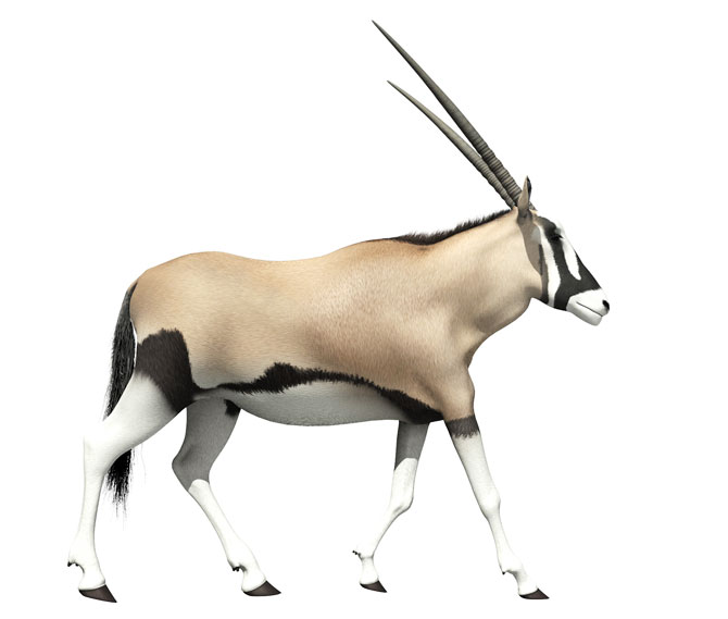 Oryx GTL - 3D Animation