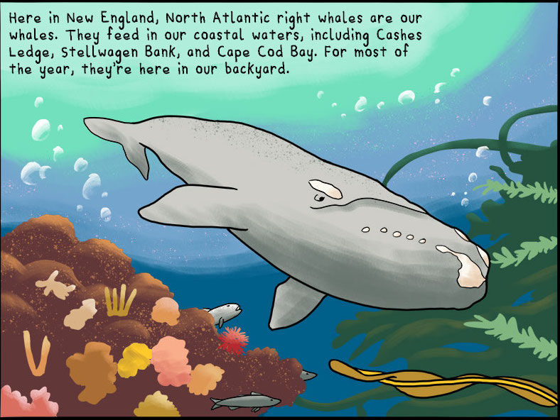 An Illustrated History of North Atlantic Right Whales | Illustrations by Josh Kramer