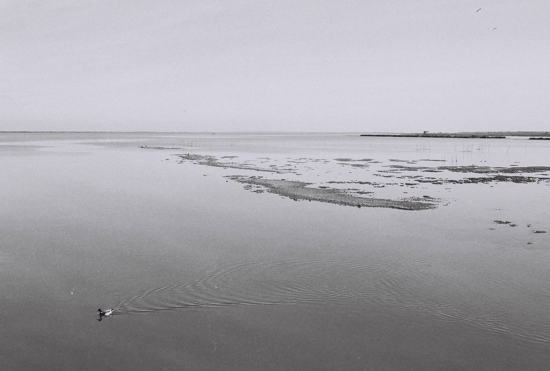 Pérols, France, 2019.