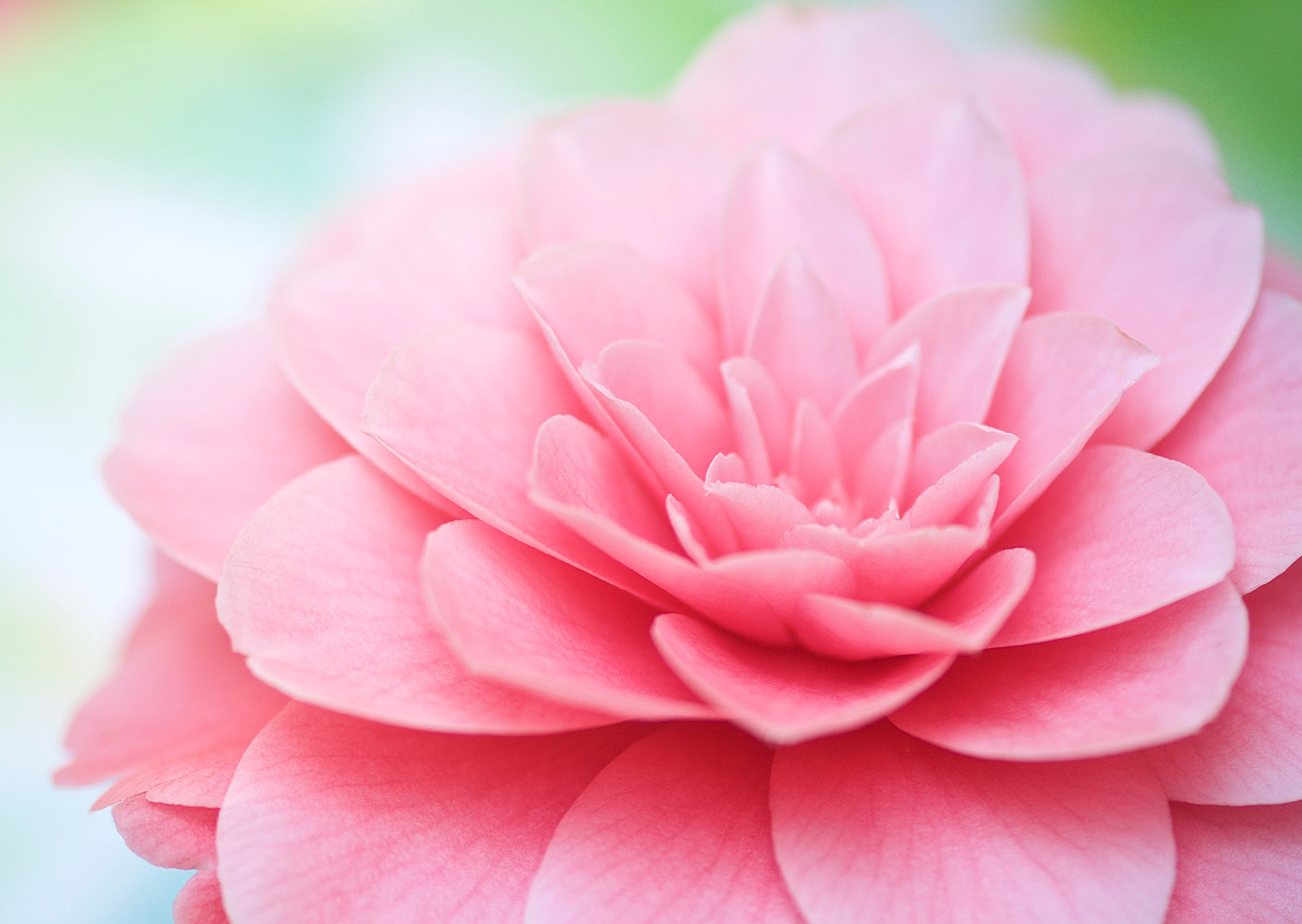 Nr. 288 Camellia japonica / Kamelie