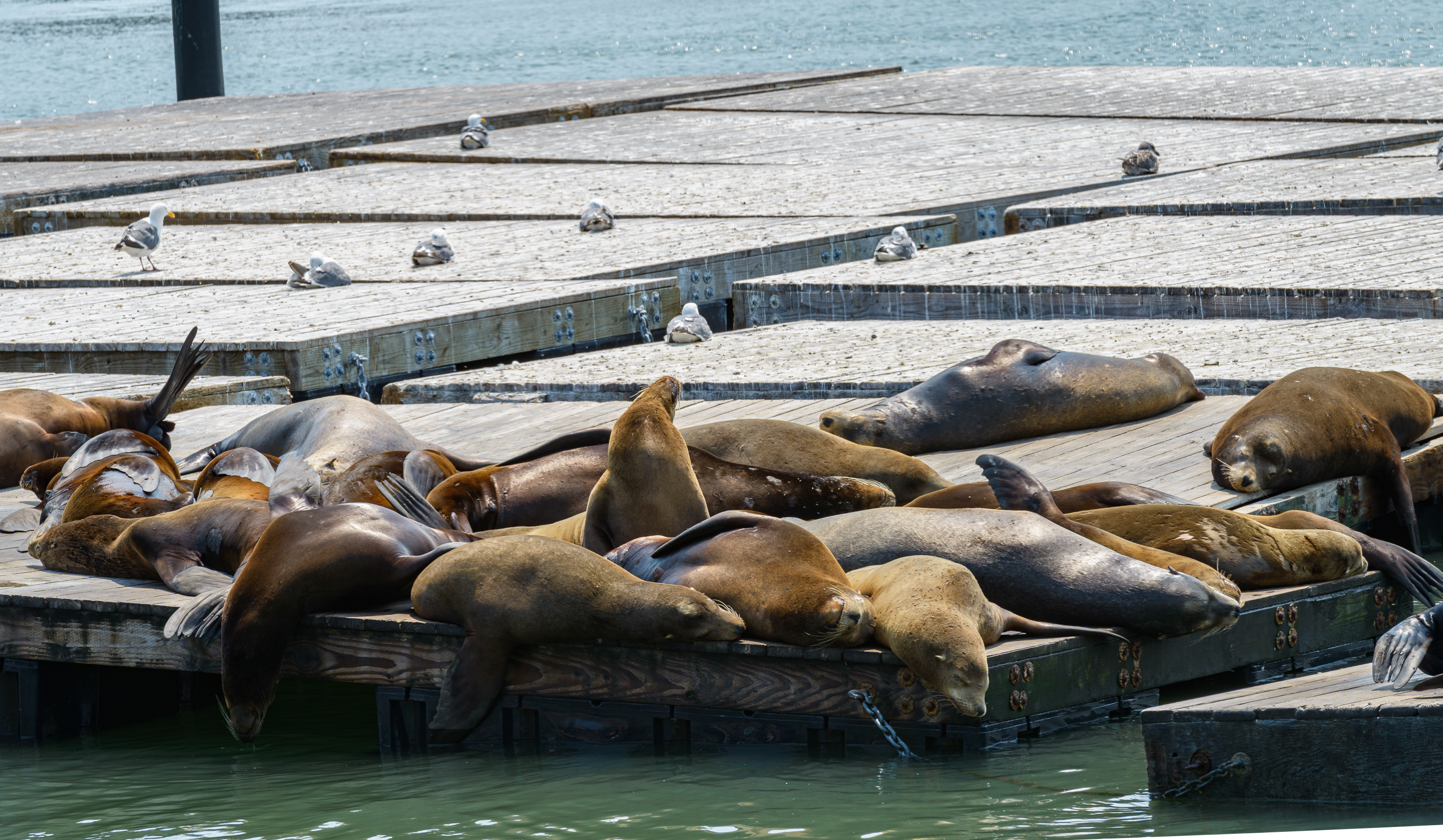 Fisherman’s Wharf est le «Pier 39 ». Vous pouvez voir des otaries ou de lion de mer ou encore déjeuner ou dinner en lien avec la mer.