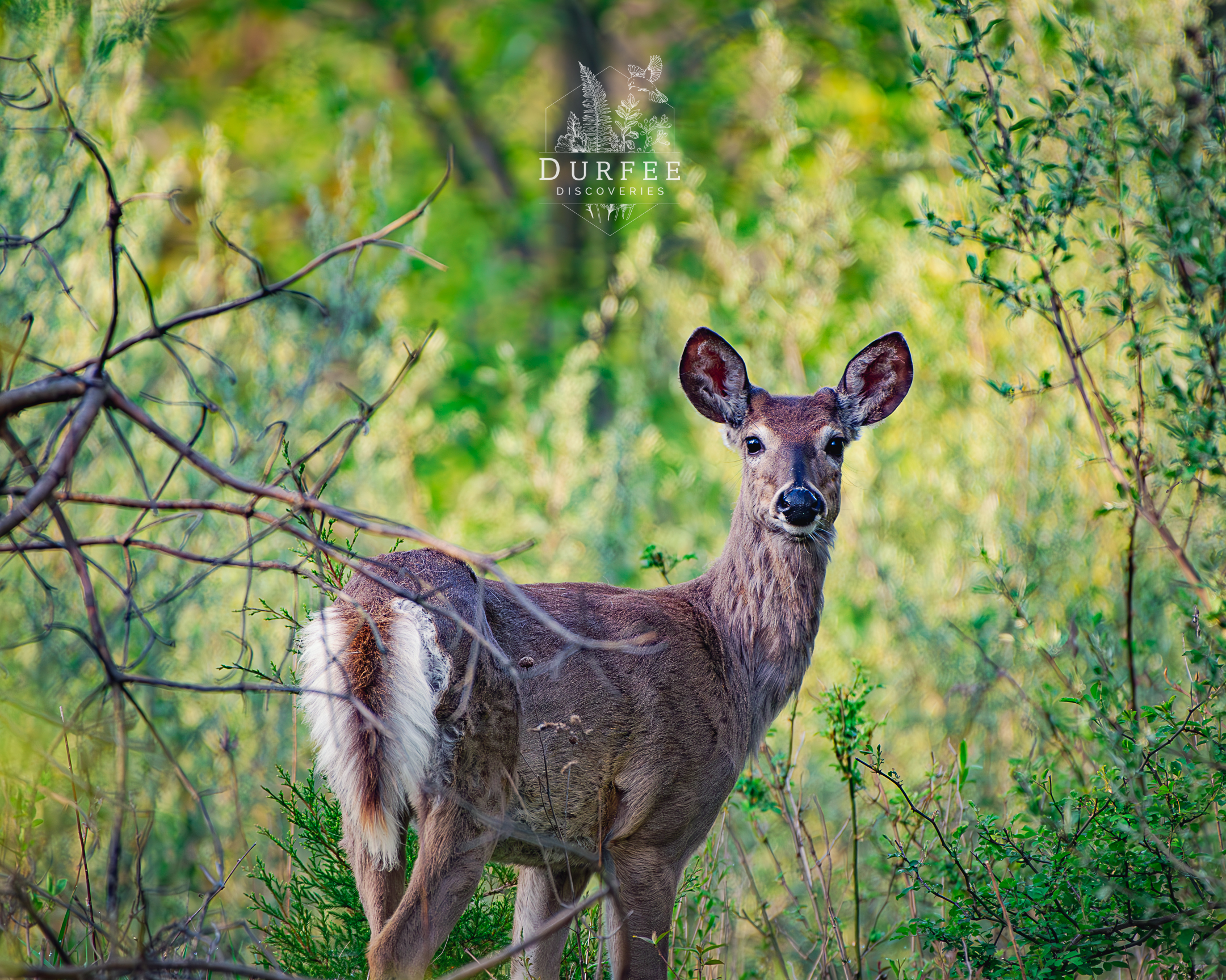 White-Tailed Deer - Farmington Hills, MI