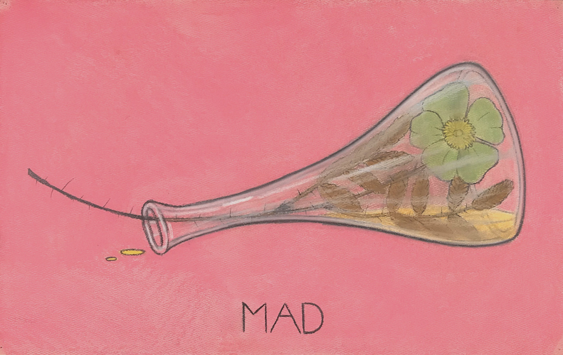 Study for “Mad”, pastel on paper, 12”x19”