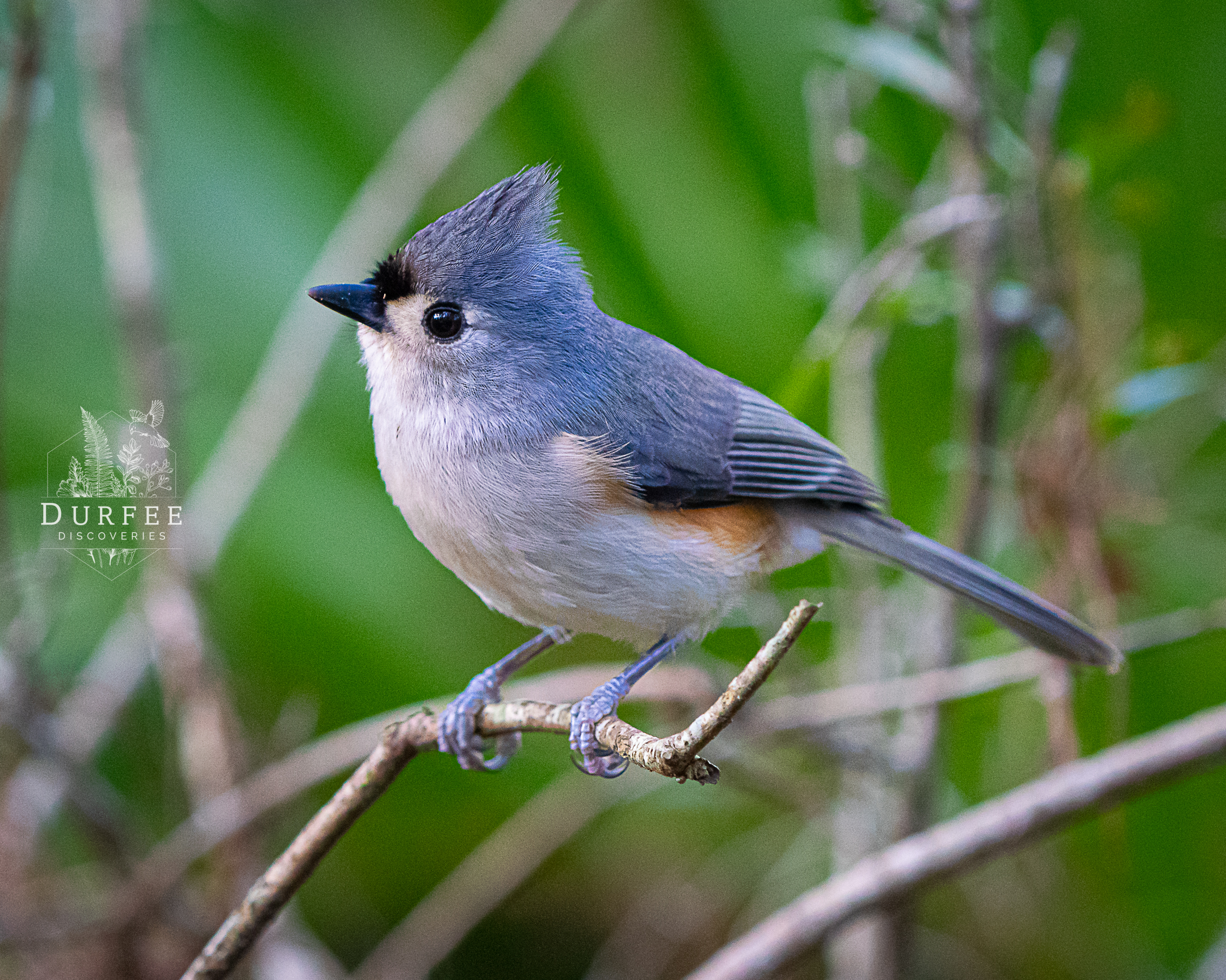Tufted Titmouse - Palm Harbor, FL