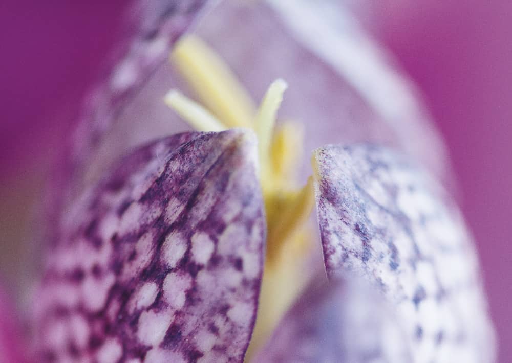 Nr. 065 Schachbrettblume