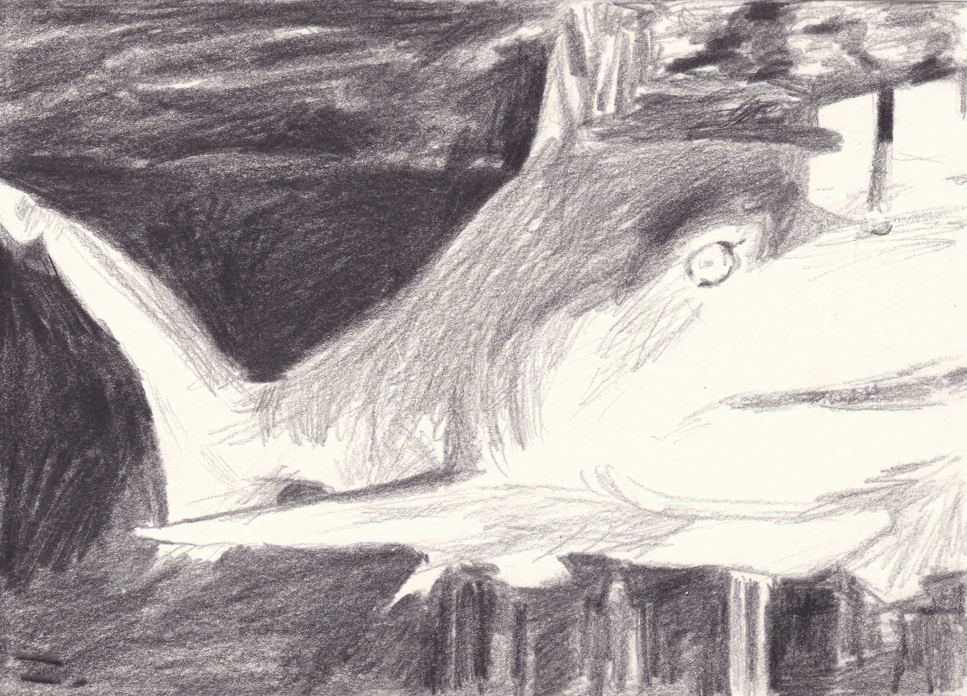 카페의 상어, 2019, conte on paper, 14.8*21(cm)