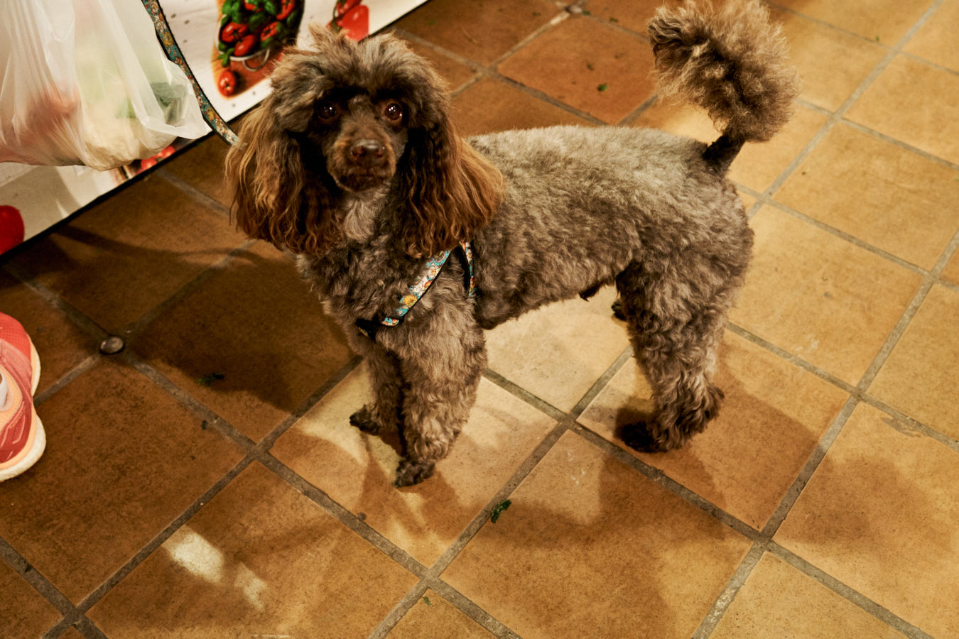 I Would Sell My Soul For a Chicken LiverLet No One tell you differentlyVILLANY /HUNGARY