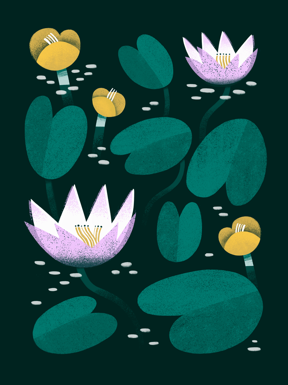 lily-pond-essillustration