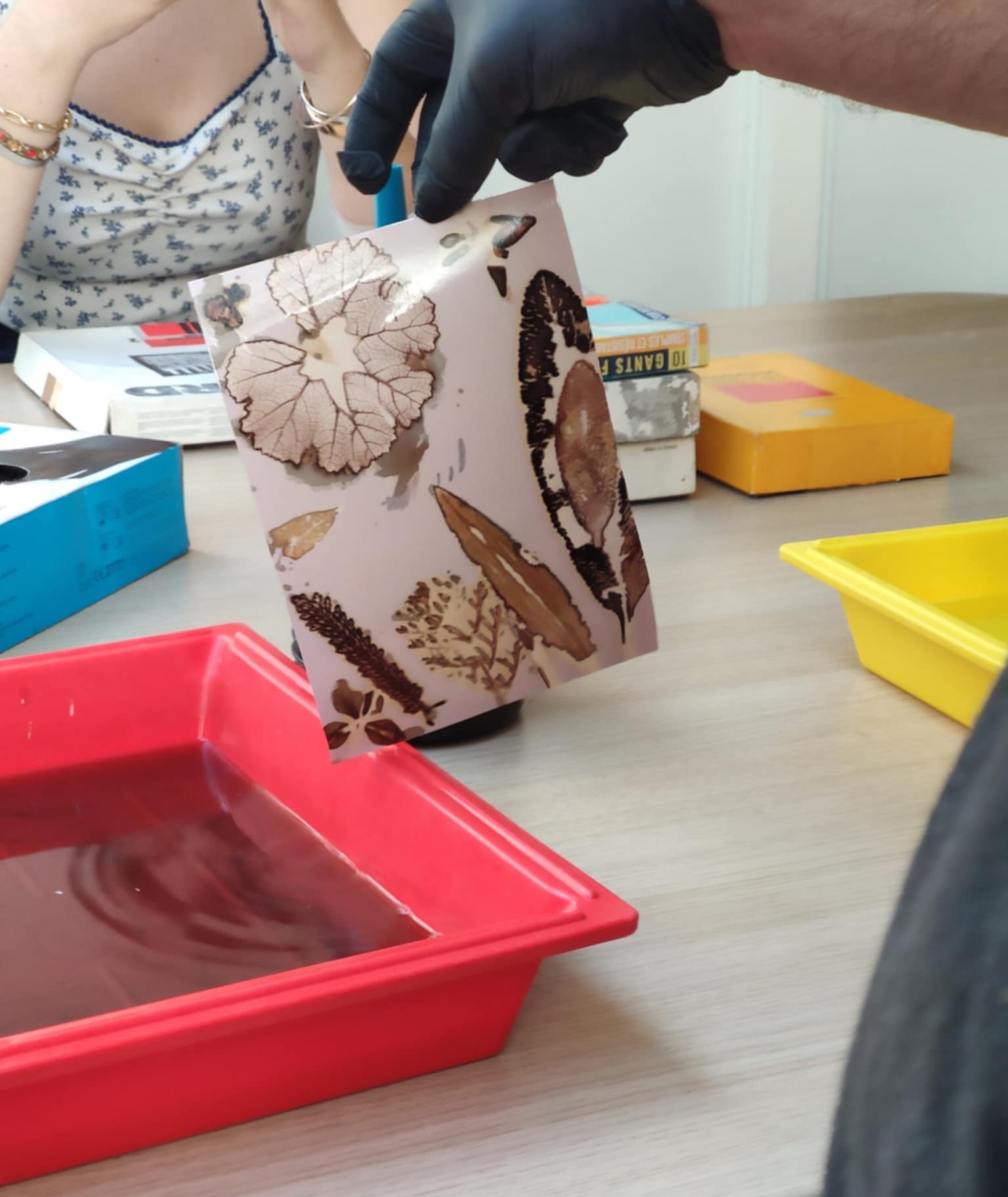 Cr&eacute;ation d'un phytogramme, 2025