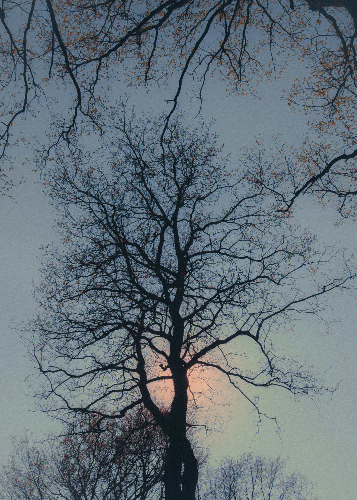 FV_Series_004_IMG_28_Pink_Moon