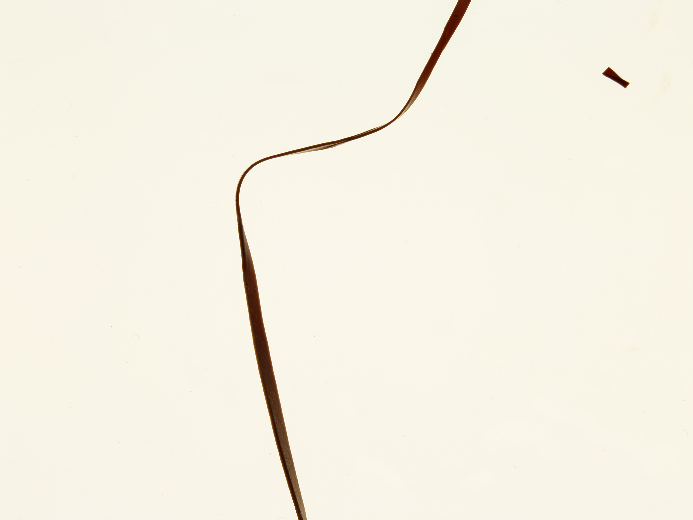 Rubber Bands, 20204/4