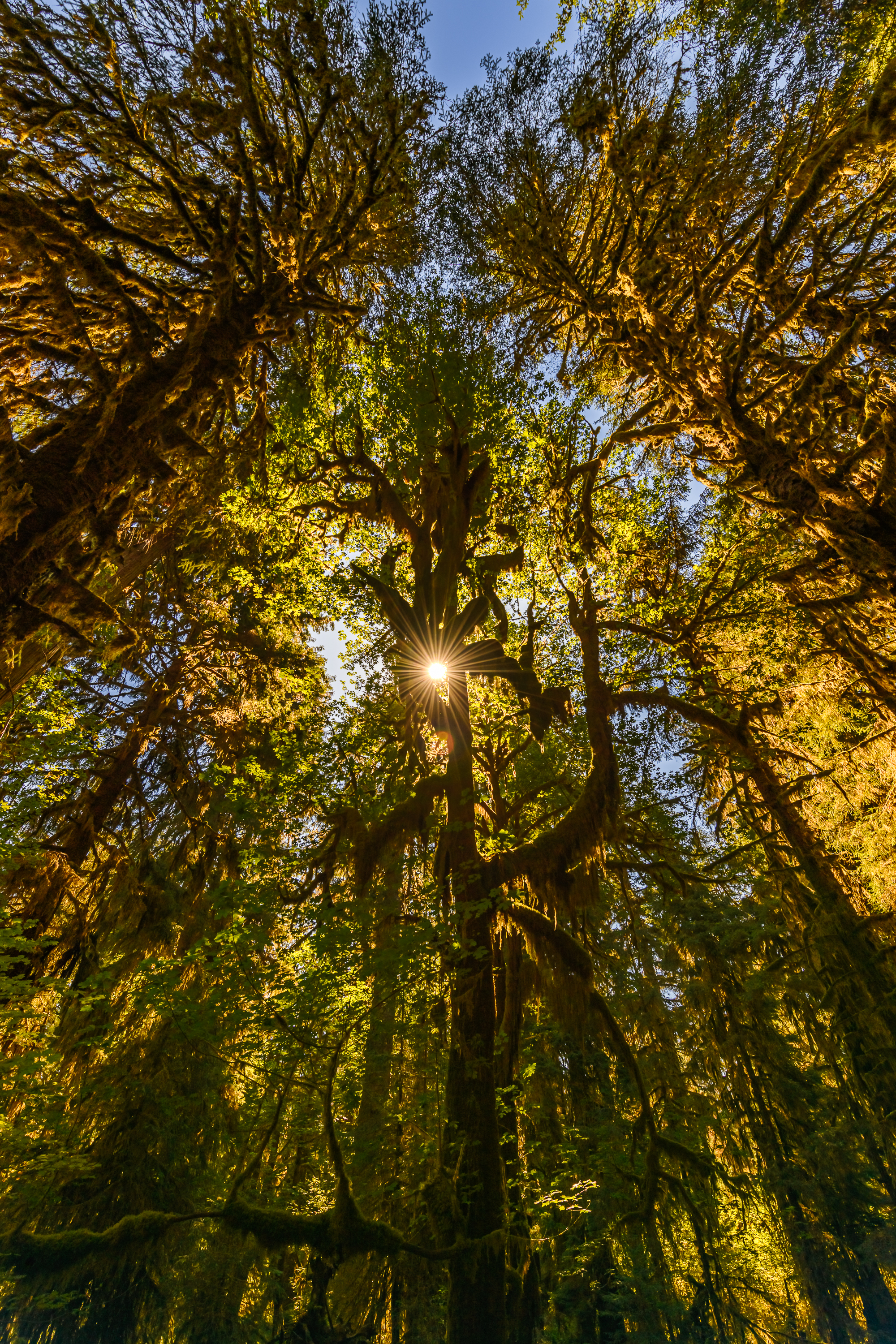 How rain forest. Pacifique 