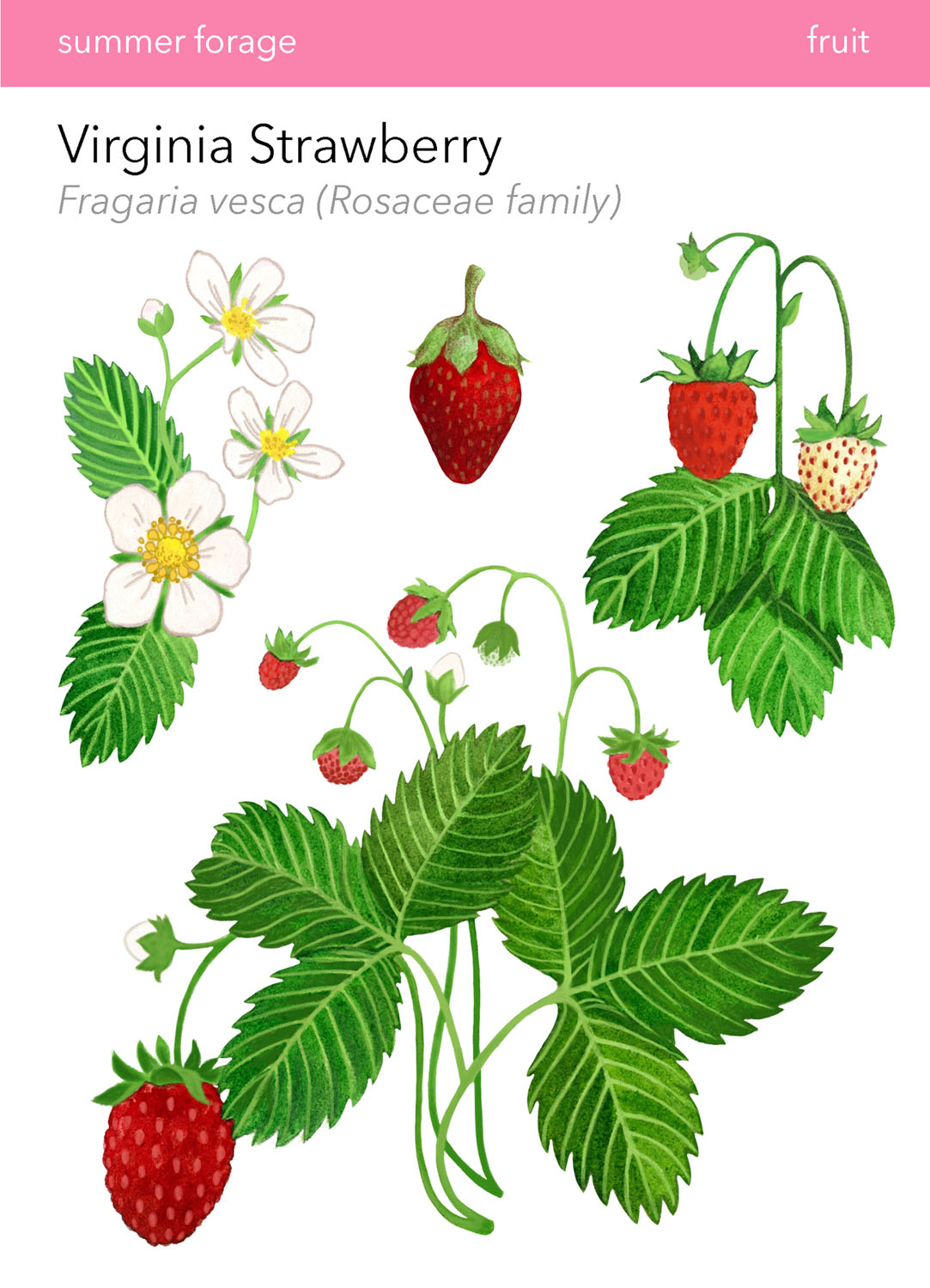 Virginia Strawberry in Wild Food Foraging in Your BackyardDigital Print, 2022, 6.5x9&rdquo; 