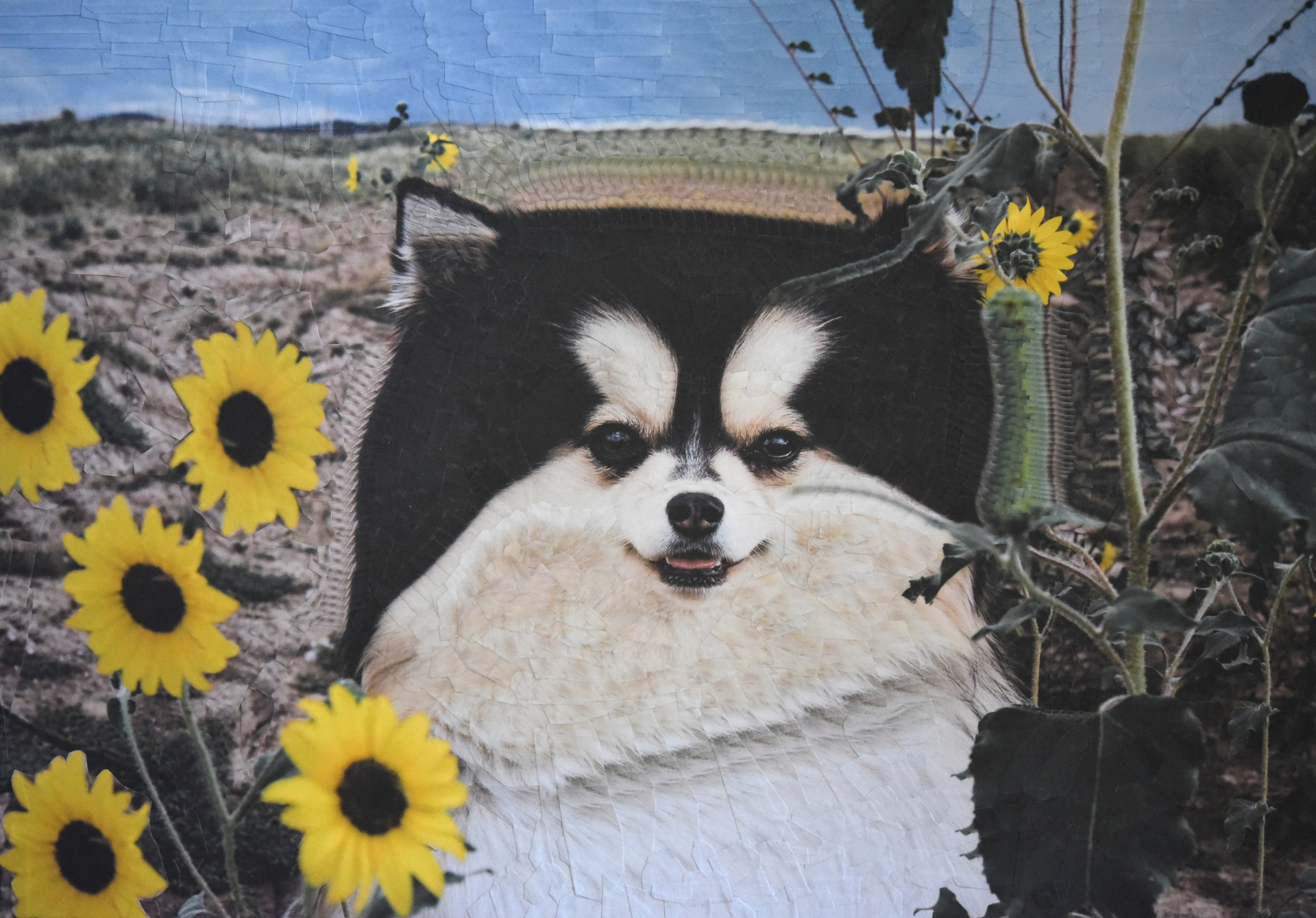 Arlo, 2018, 11.5 x 16.5 inches