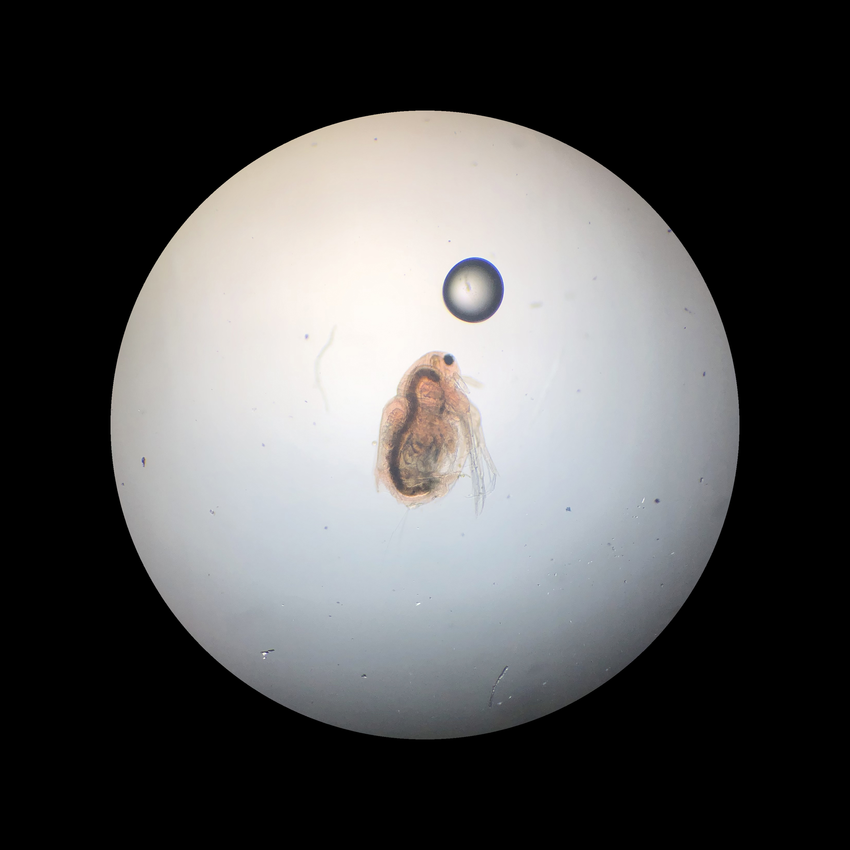 Daphnia Pulex