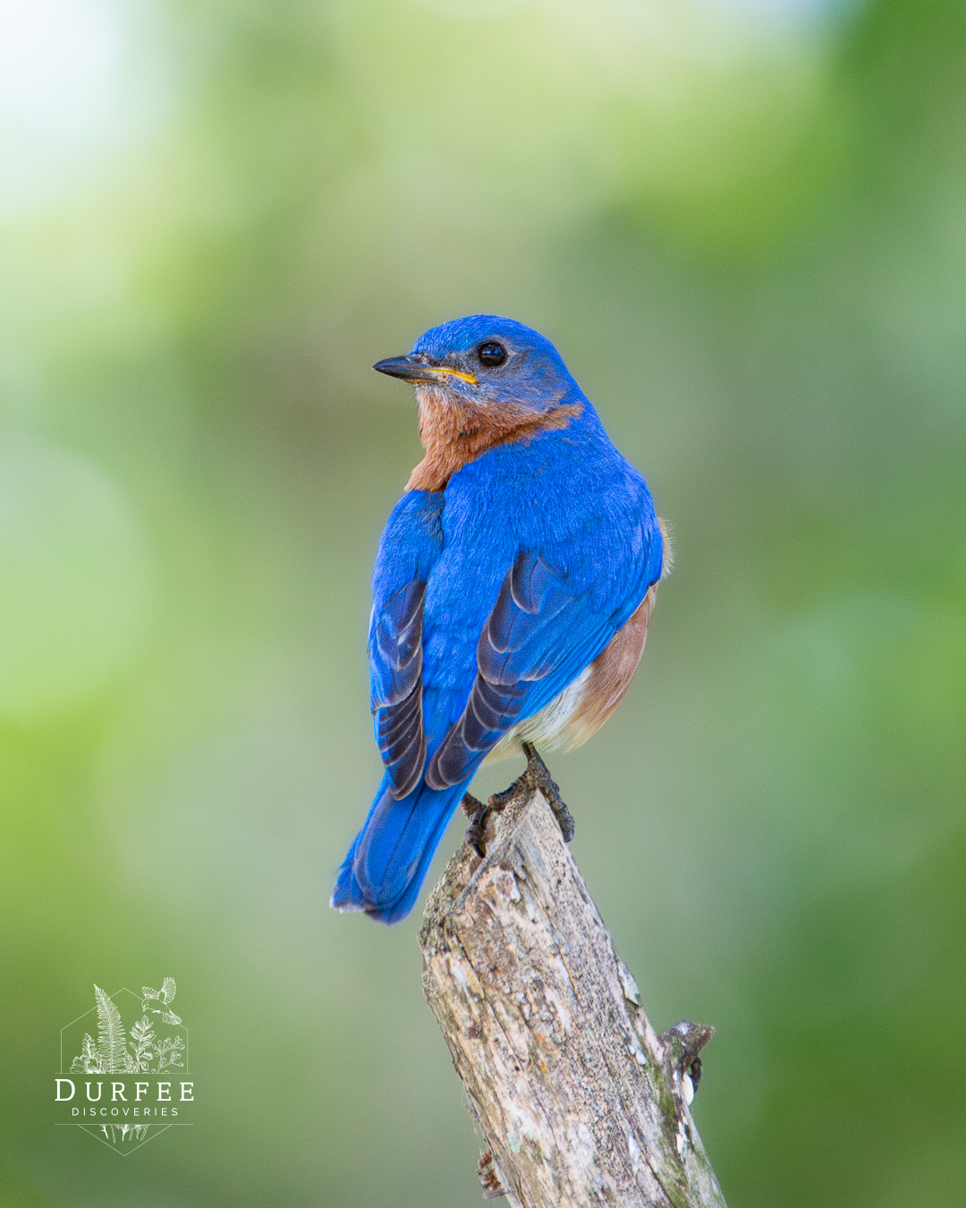 Male Eastern Bluebird - Palm Harbor, FL