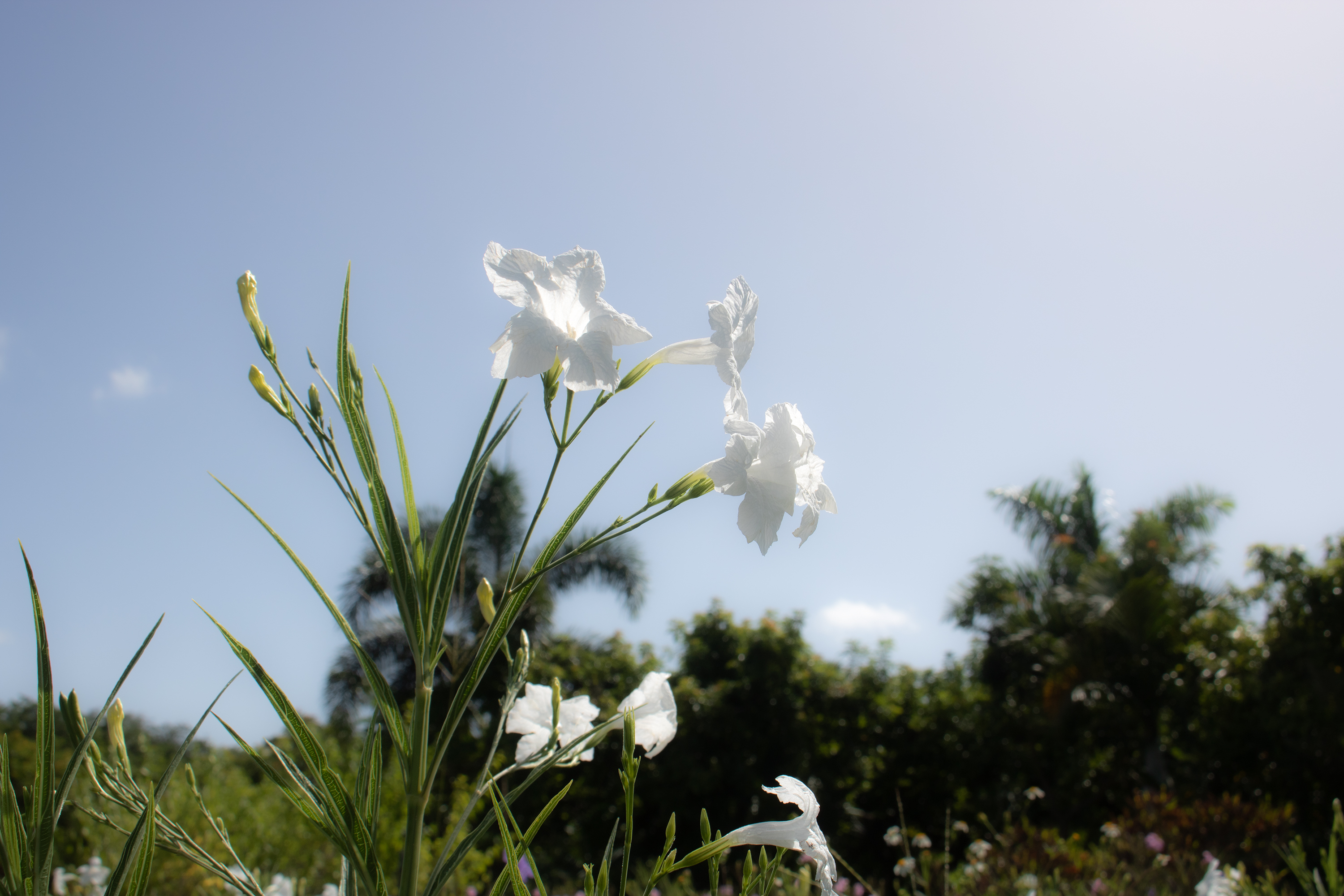 Outdoor Plants, Gardening and Fruits