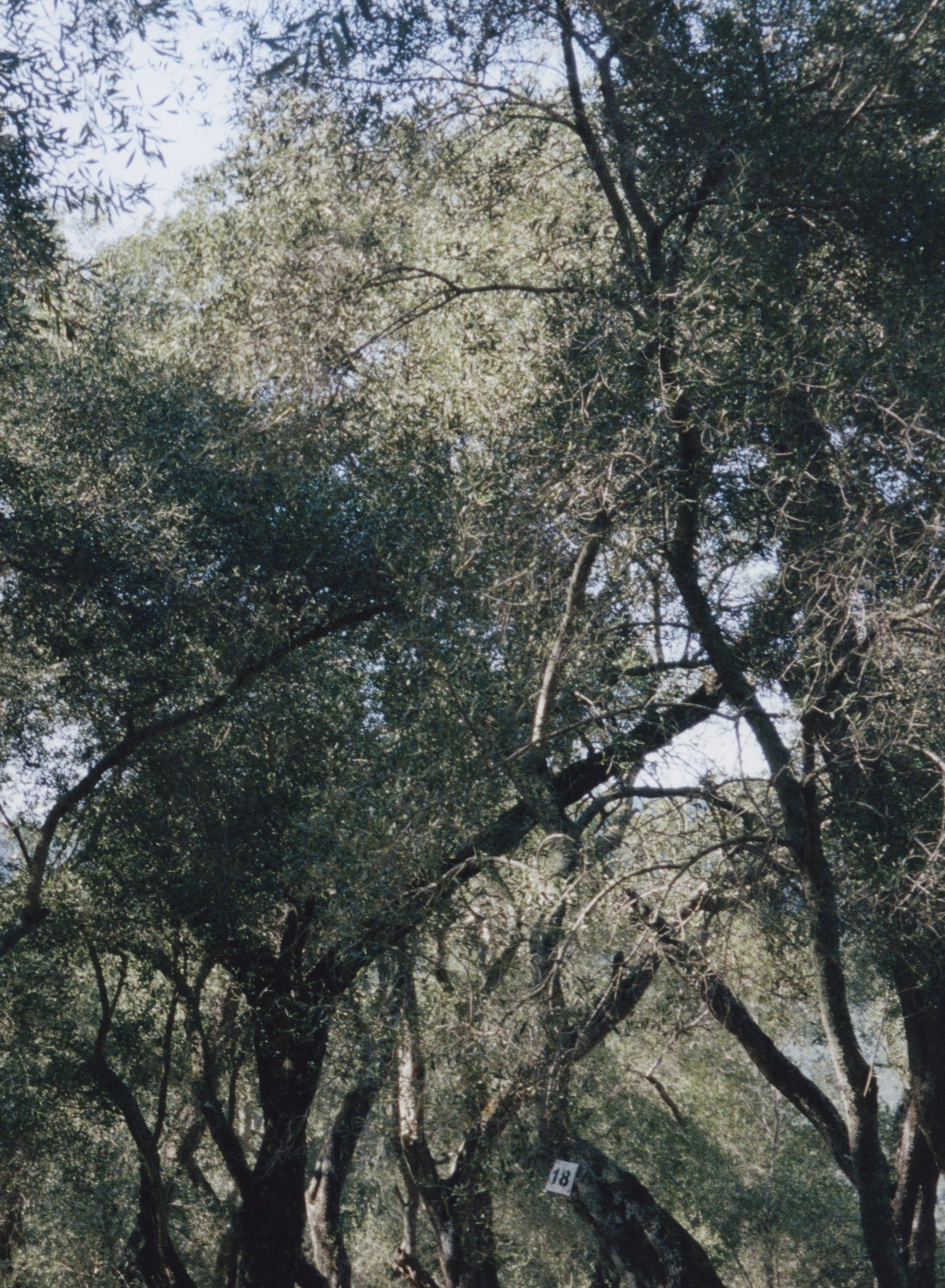 Olive Tree, 2020. (5/75)