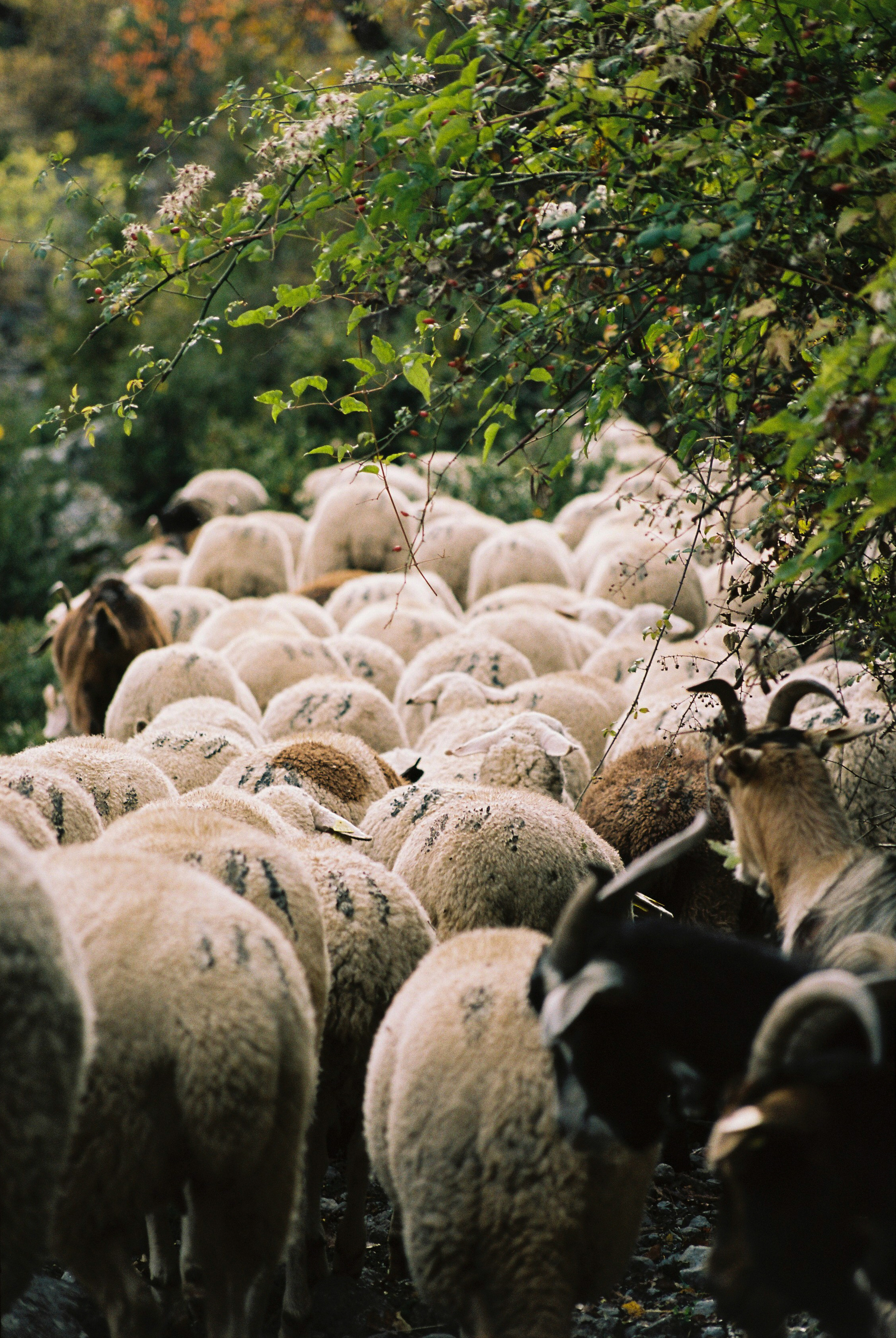 Documentary: Octavio