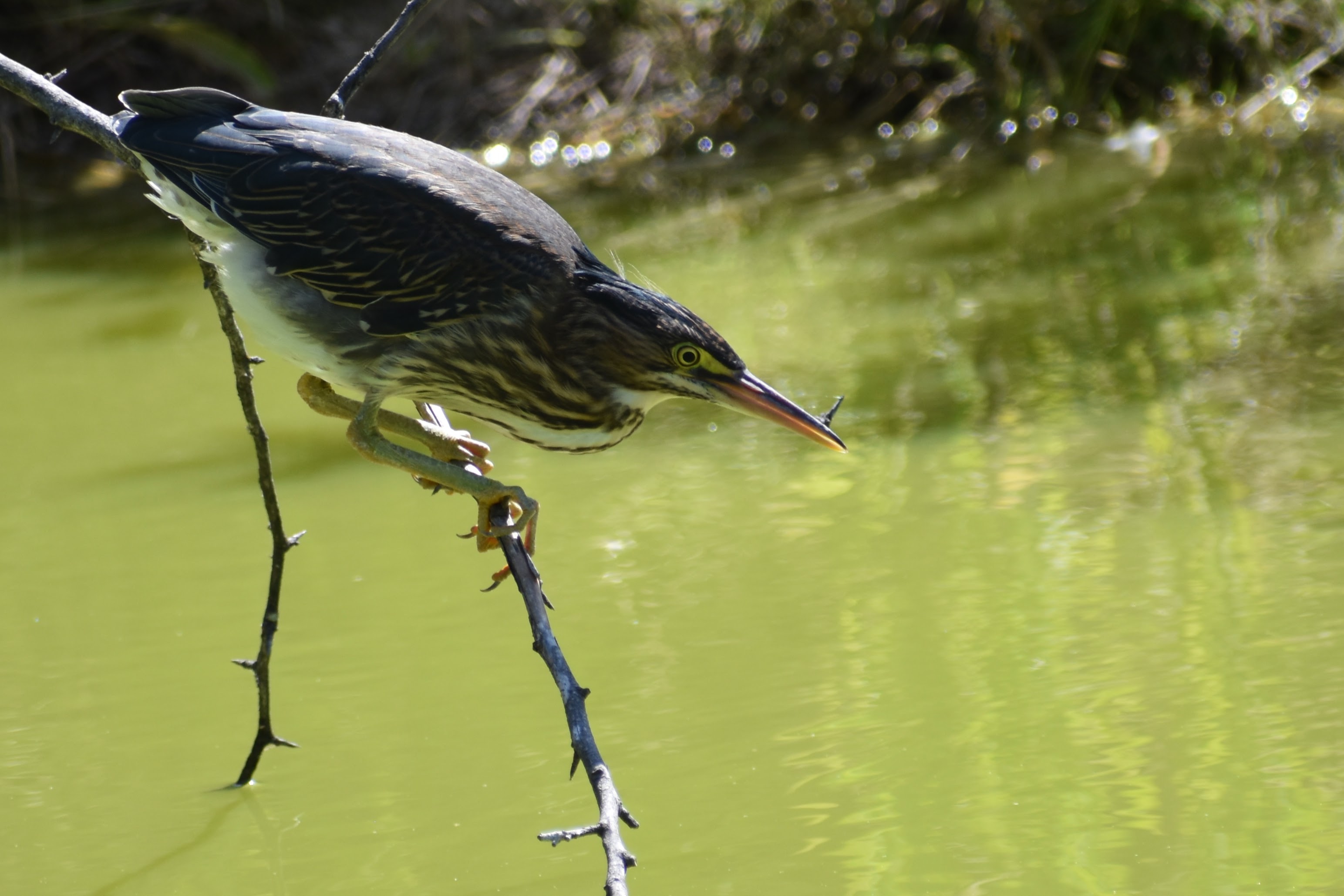 Green Heron, Sebastopol, CA