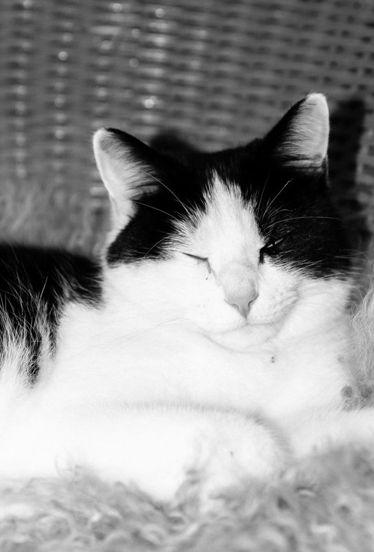 Nicht nur Hundeliebhaberin, sondern auch Katzenfan. Das Schnurren einer Katze ist mein Sekundenglück.